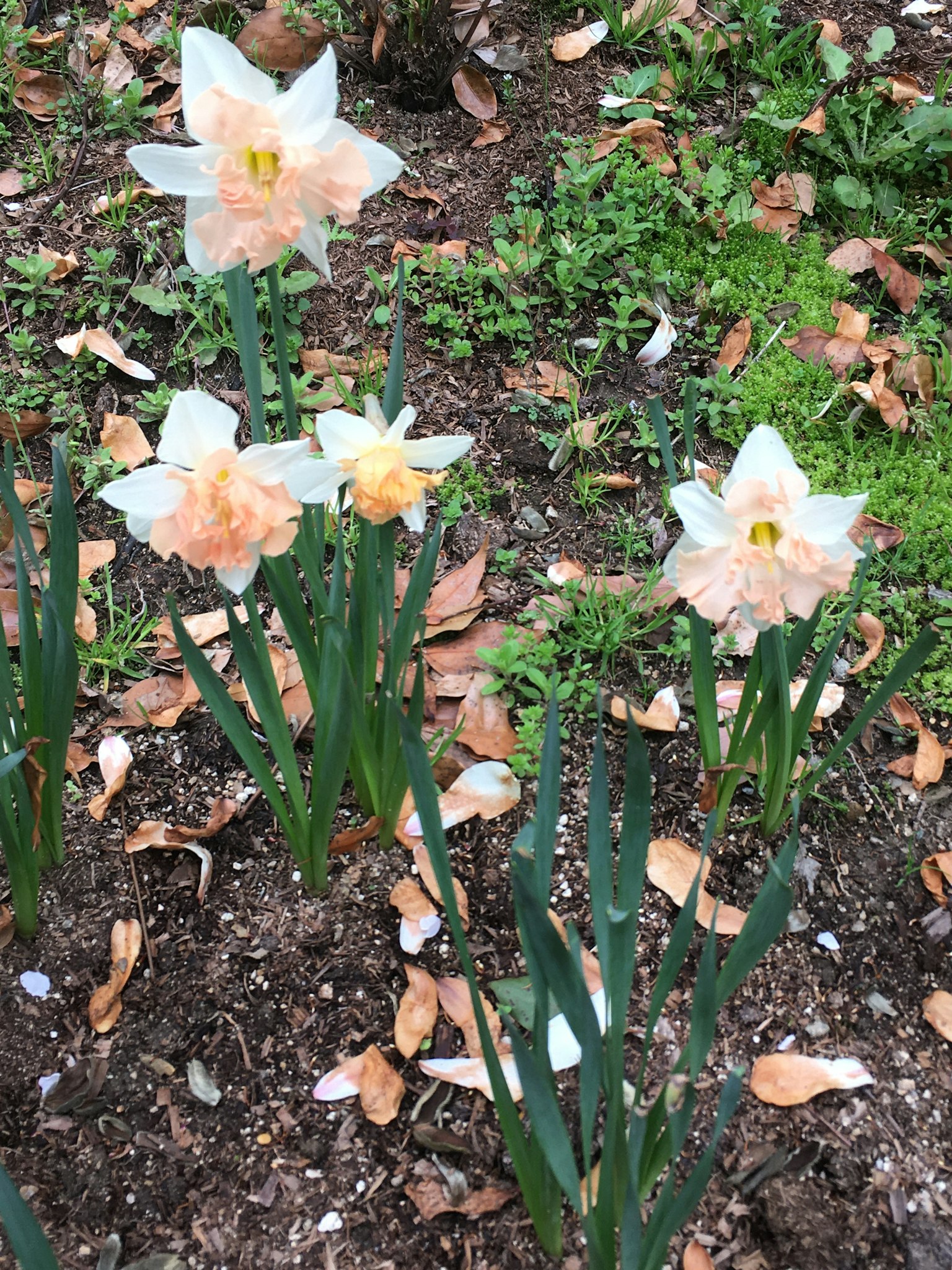Narzissenblüten mit blassen orange-weißen Blütenblättern, die in einem Garten blühen