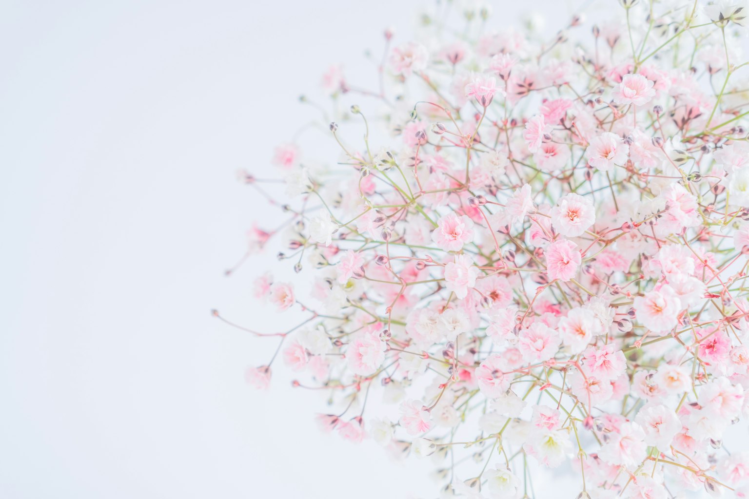 Gros plan de délicates fleurs roses sur des branches sur fond blanc