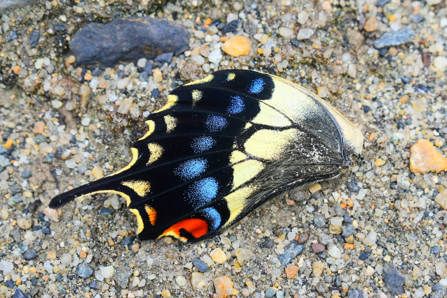Una vibrante ala di farfalla che riposa sul terreno con motivi intricati