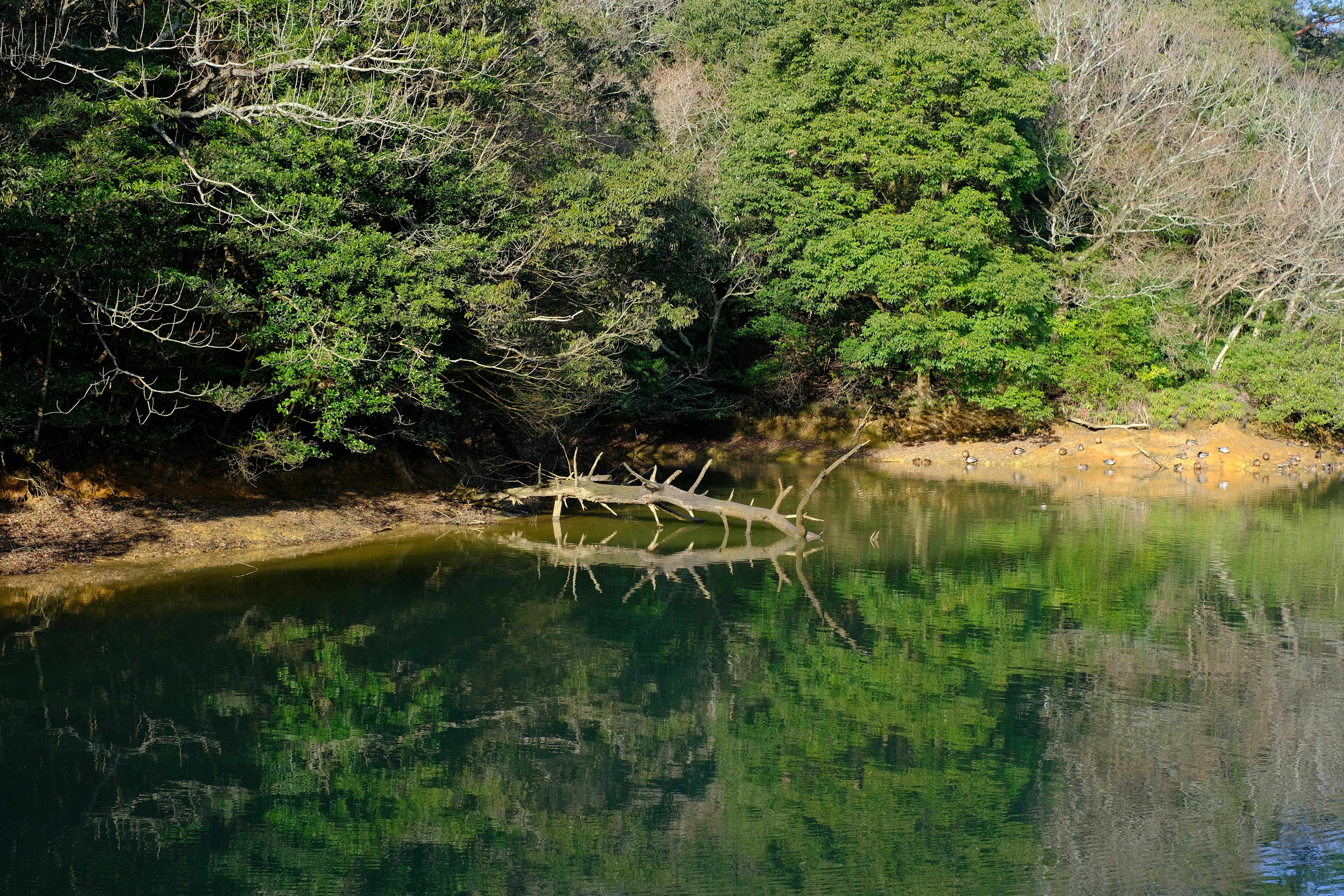 paysage naturel avec des arbres reflétés dans un étang calme