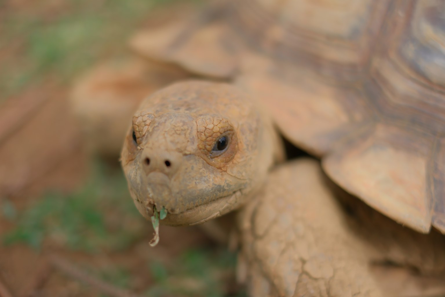 Close-up of a tortoise with dirt on its face