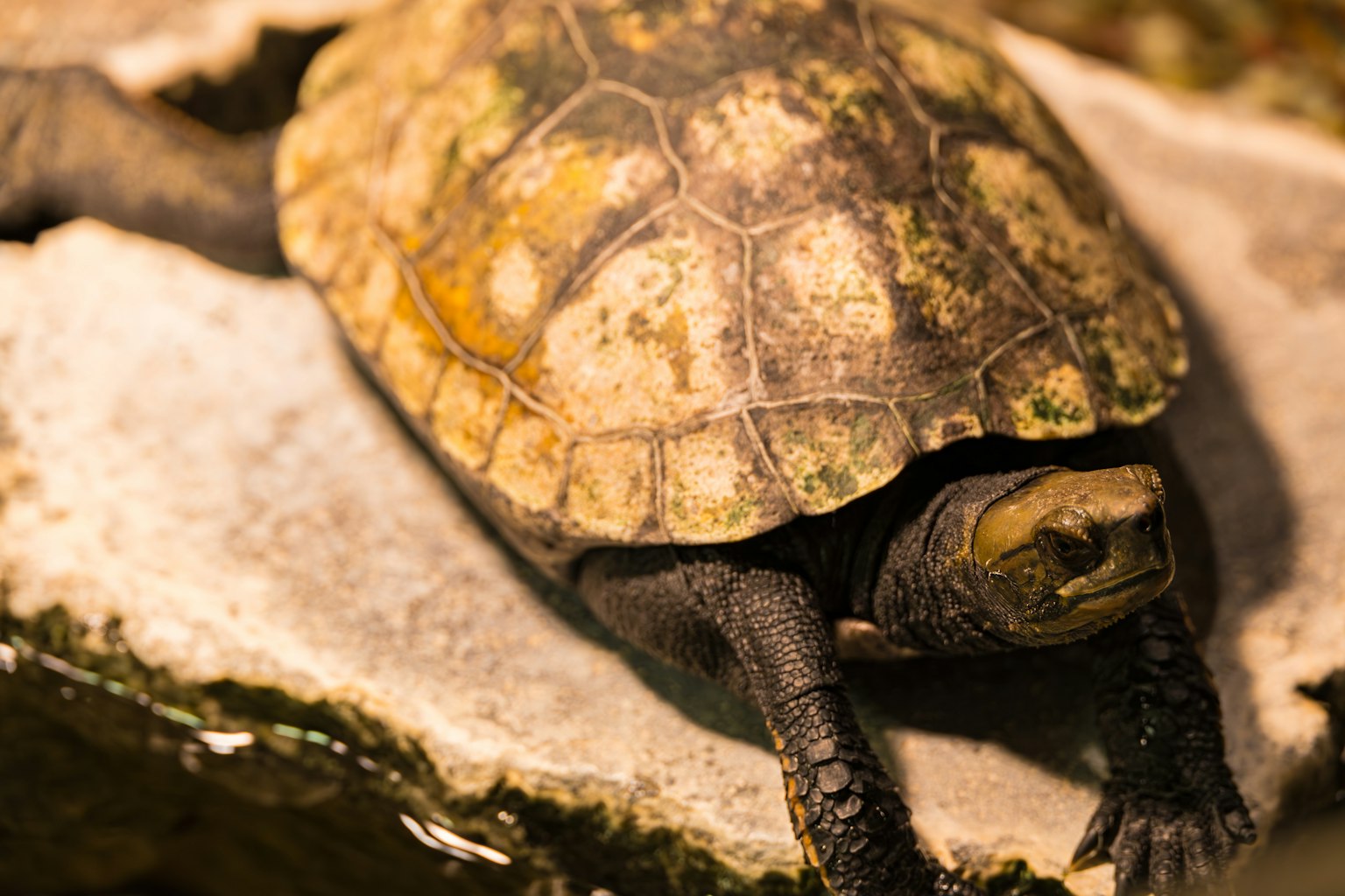 Close-up photo of a turtle on a rock