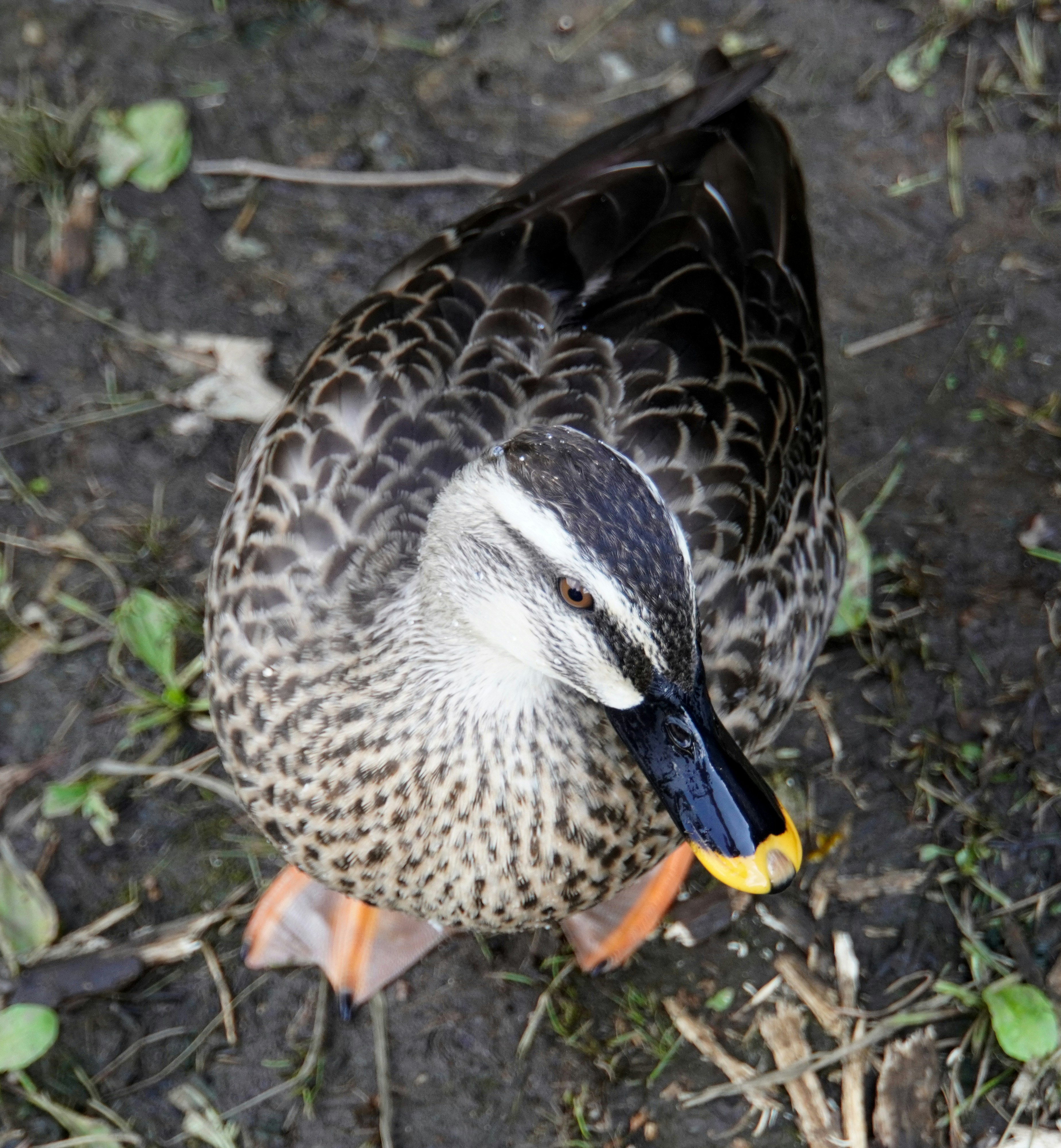 地面の草の上でくちばしを下に向けた鳥