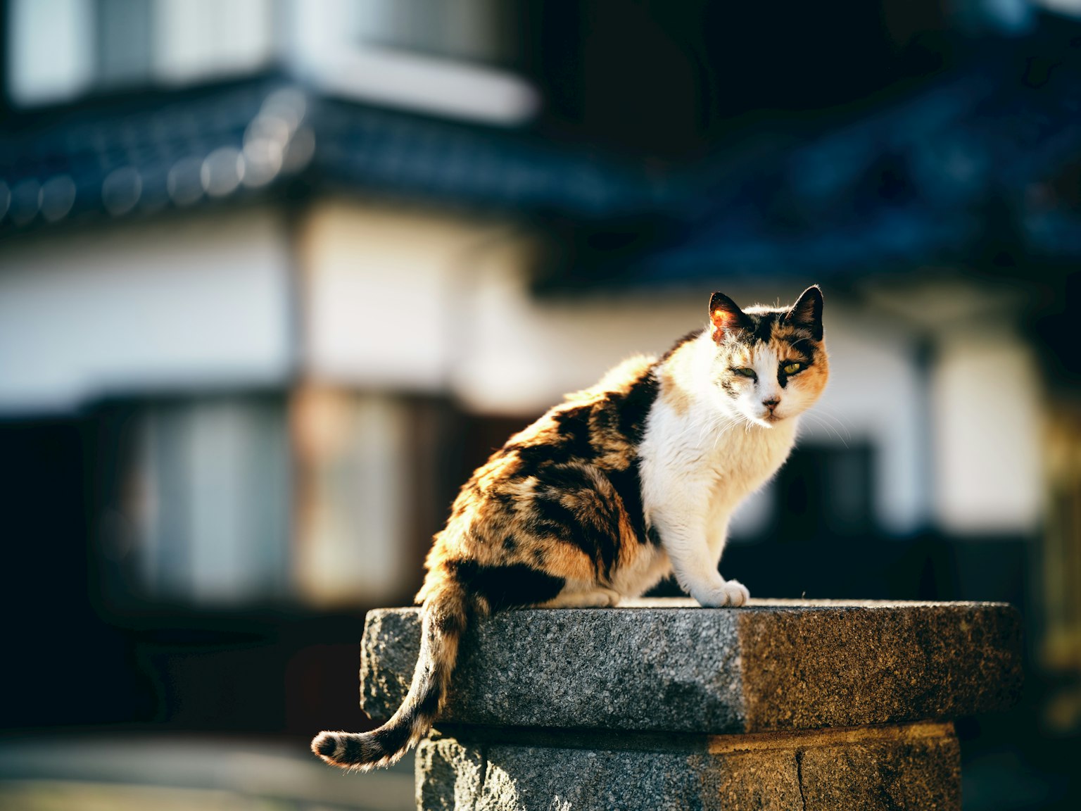 Chat calico assis sur une pierre avec une maison japonaise traditionnelle en arrière-plan