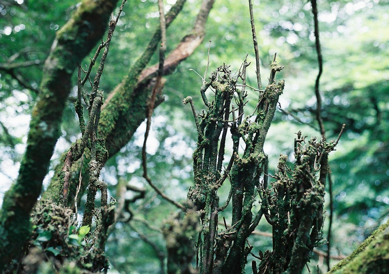 Radici coperte di muschio e tronchi d'alberi antichi in una foresta lussureggiante
