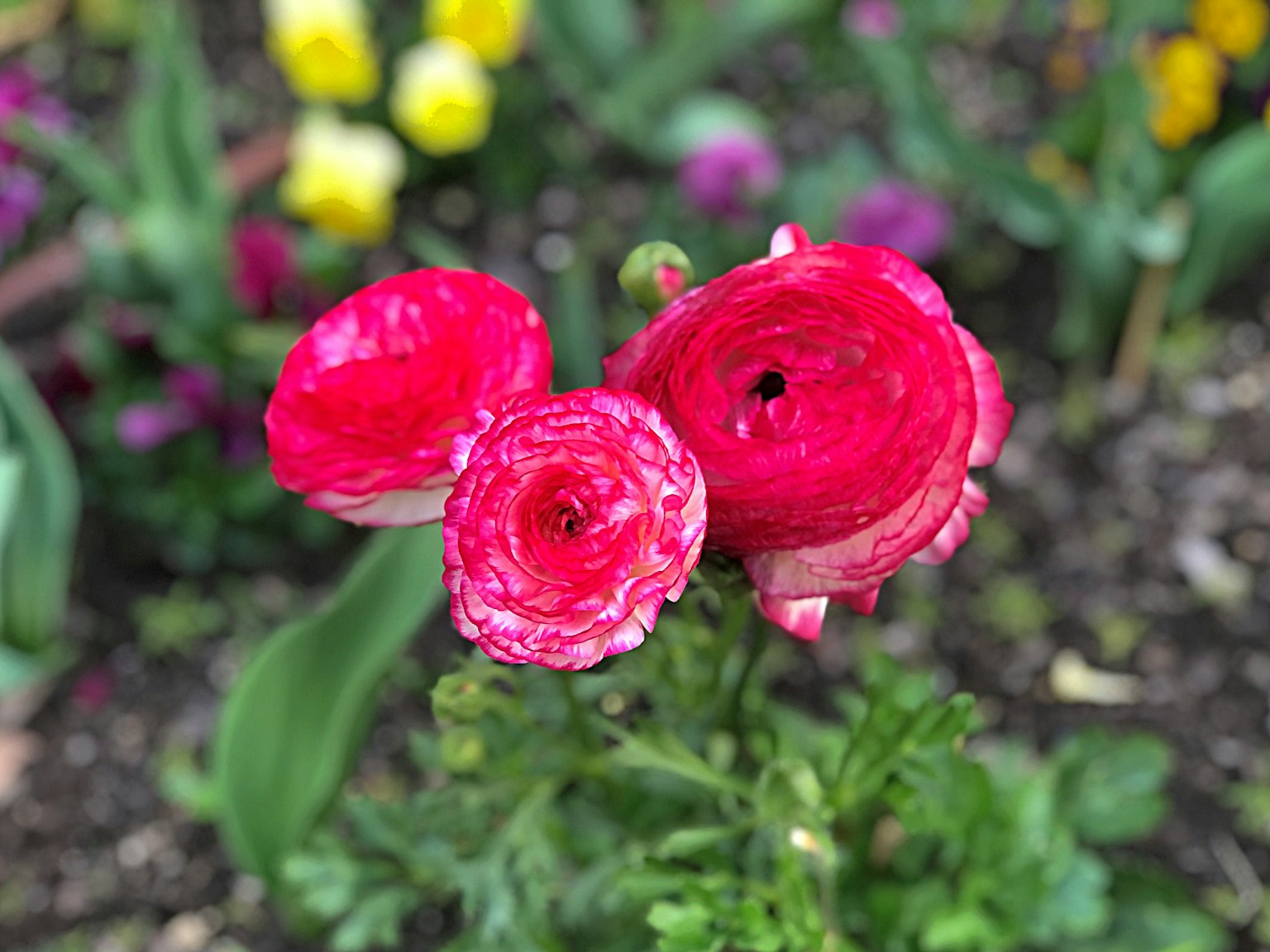 Ba bông hoa ranunculus màu hồng tươi sáng trong vườn