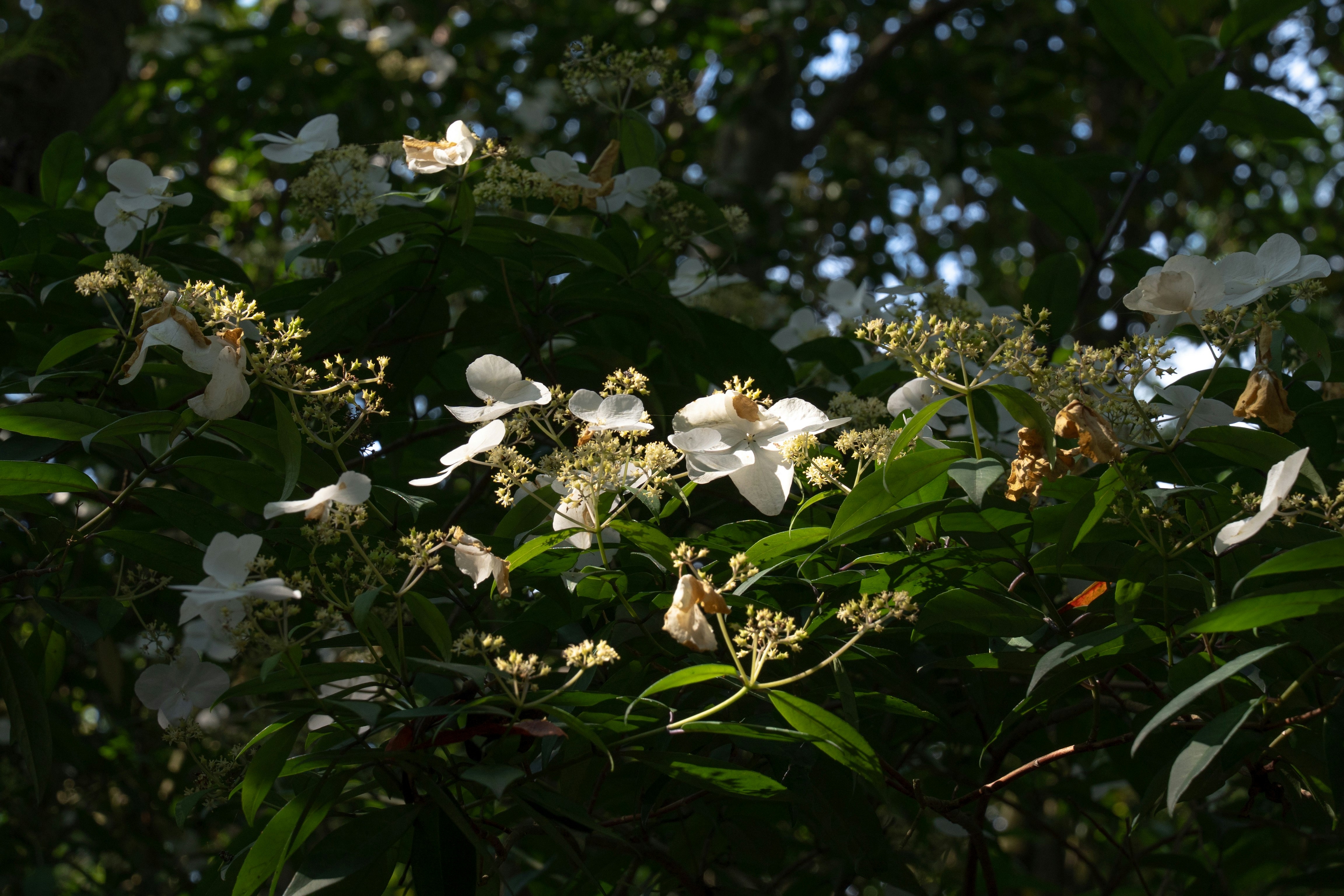 Primo piano di fiori bianchi che sbocciano tra foglie verdi