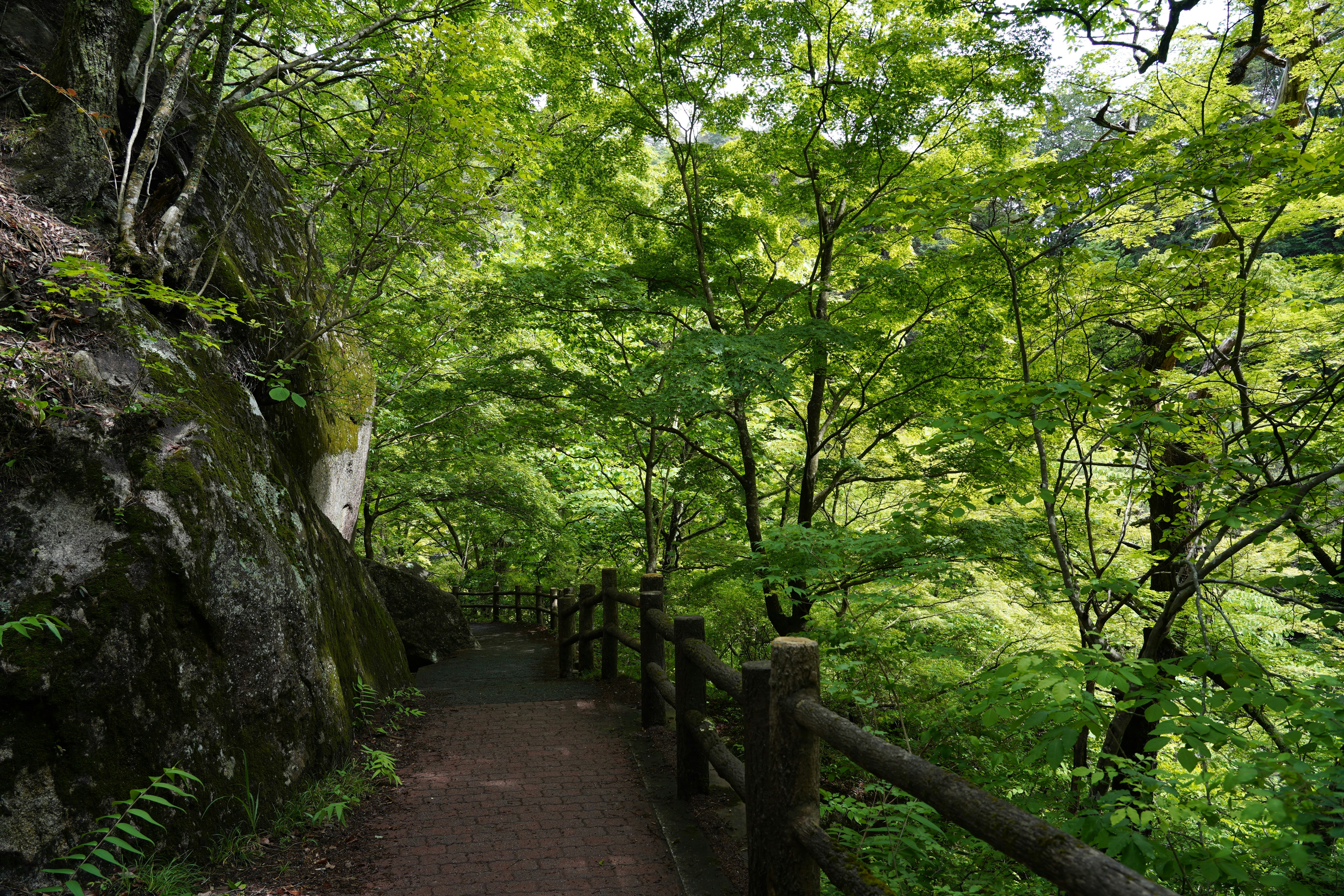 緑の木々に囲まれた小道と木柵のある森の散策路