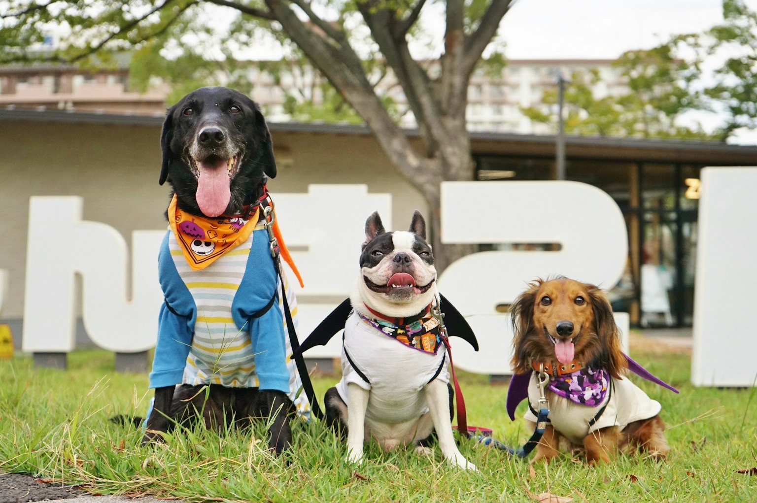 三匹の犬がカラフルな服を着て笑顔でポーズをとっている背景には大きな白い文字がある