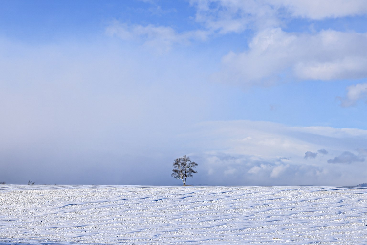 A single tree on a snow-covered plain under a blue sky