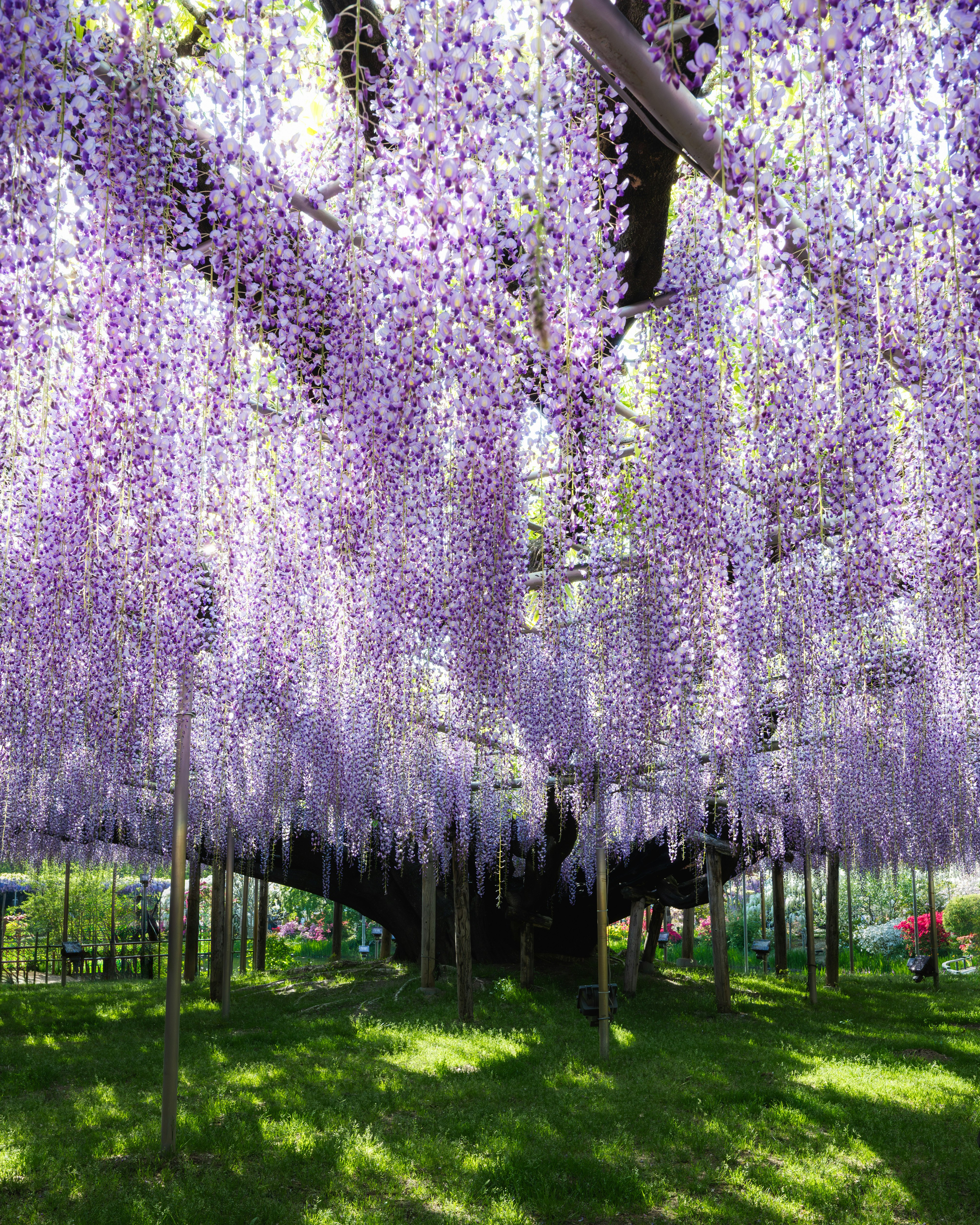 紫色の藤の花が垂れ下がる美しい木の下の風景