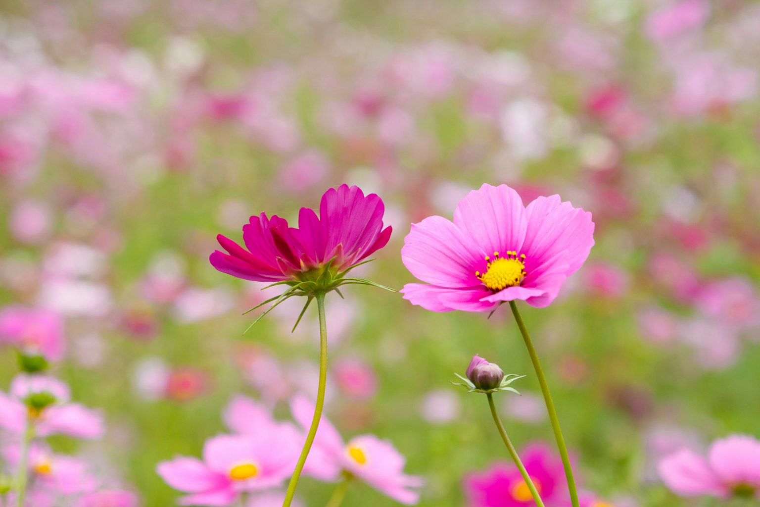 Primer plano de flores rosas en un campo en flor