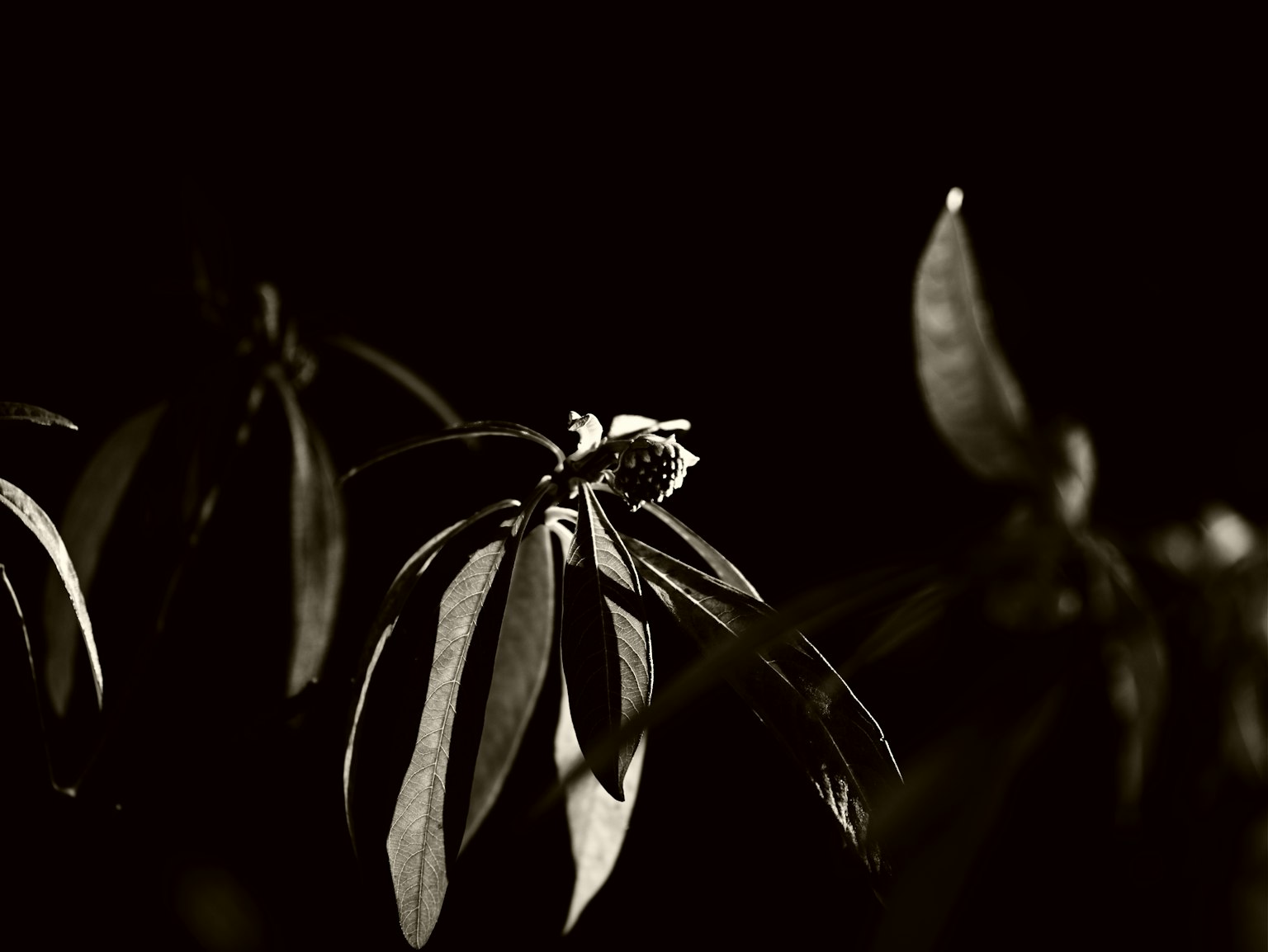 Detaillierte Ansicht von Pflanzenblättern und einer Blume vor dunklem Hintergrund