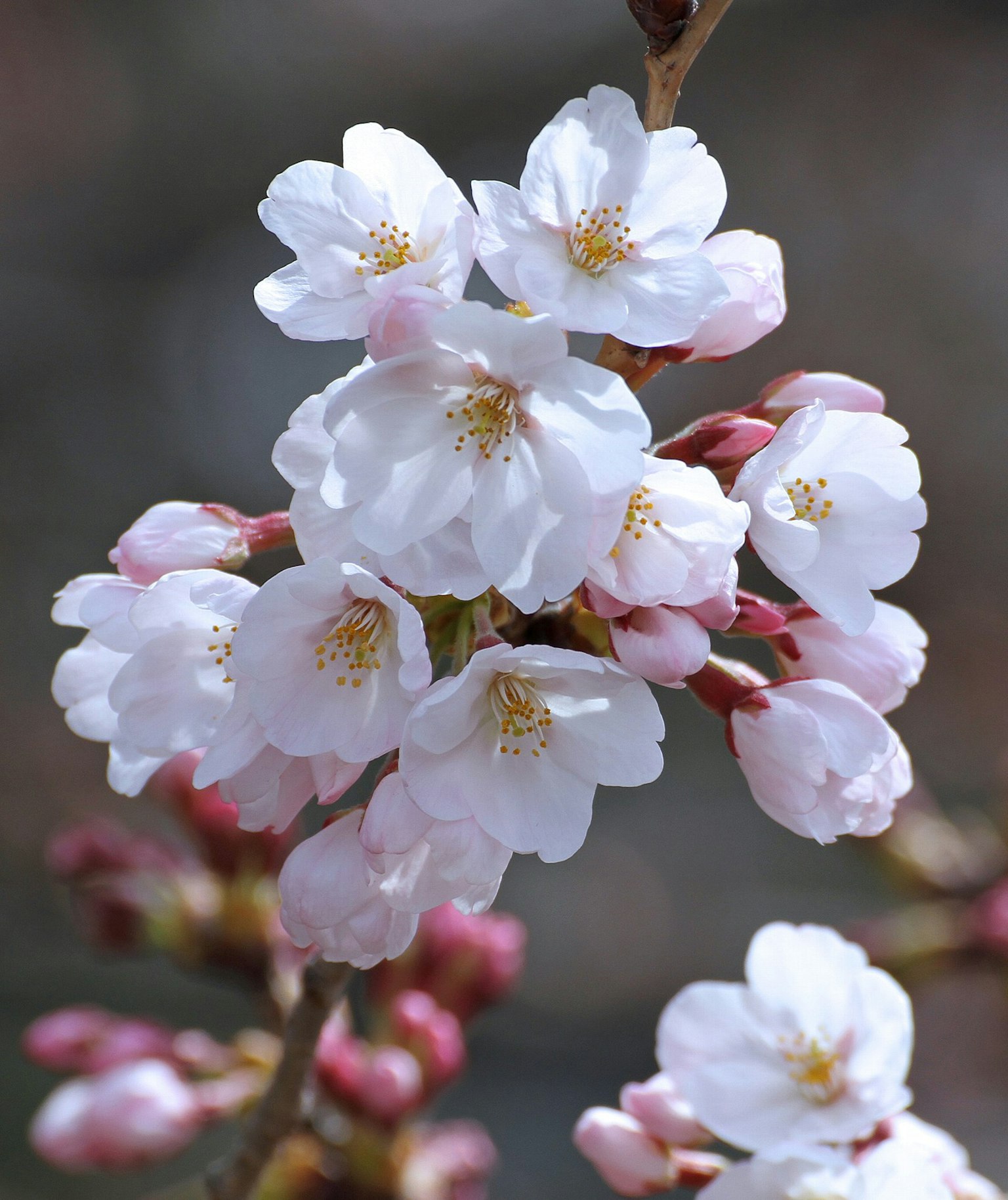 Primo piano di fiori di ciliegio con petali bianchi e gemme