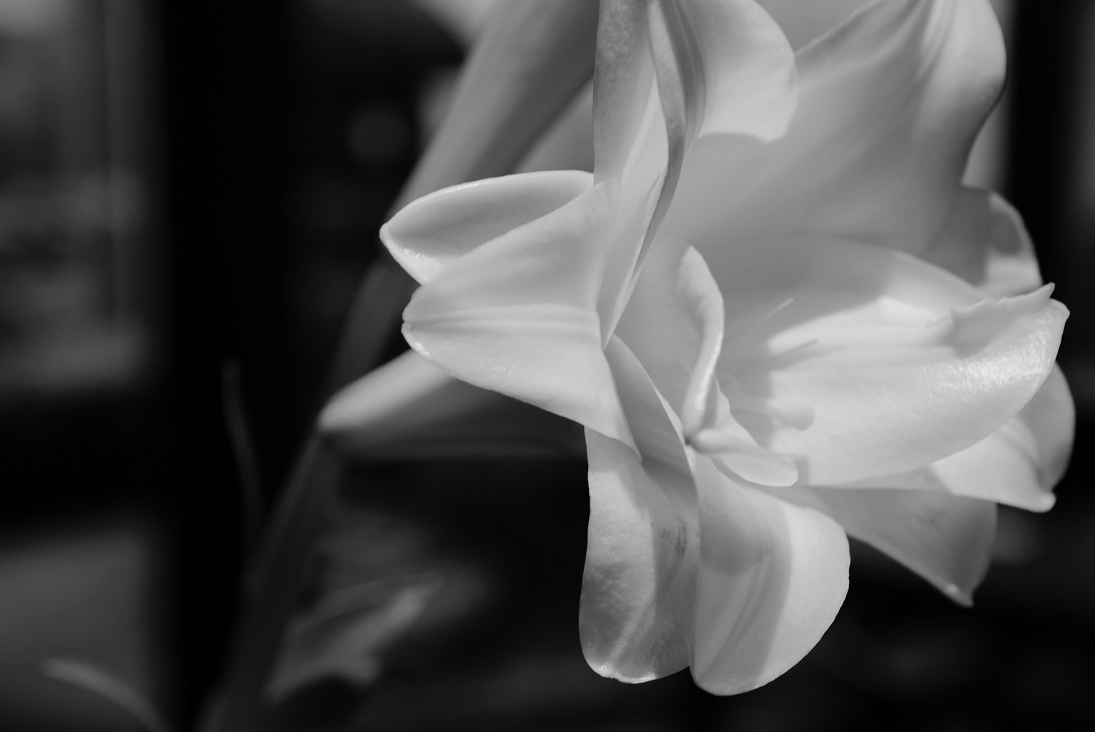 흑백 배경의 흰 꽃 클로즈업