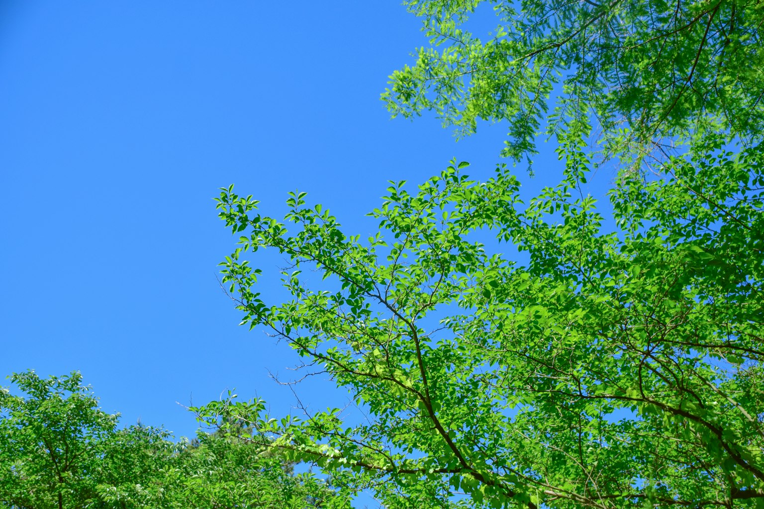 Un paysage avec un ciel bleu et des feuilles vertes luxuriantes