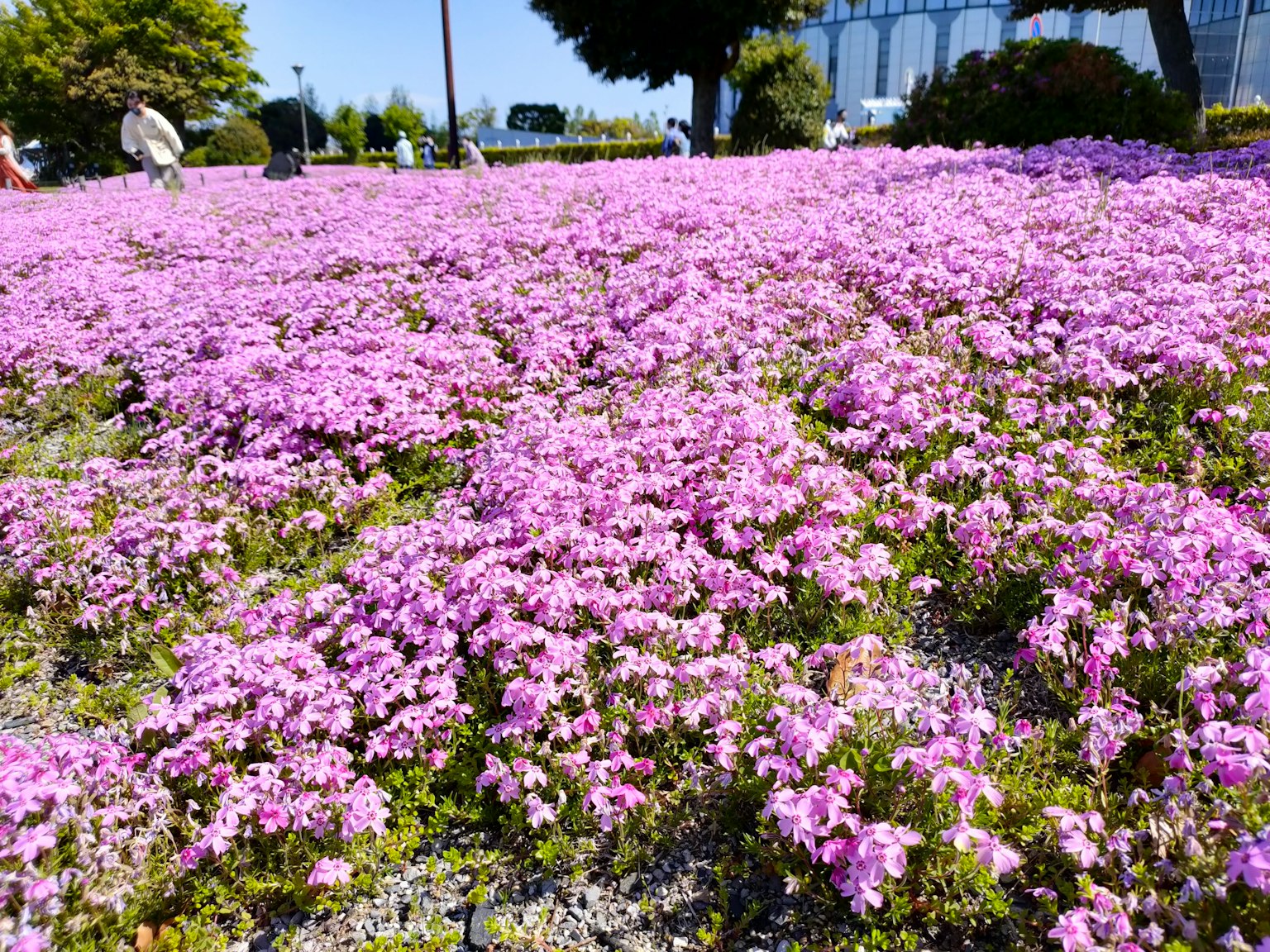 生机勃勃的粉色花朵覆盖着风景
