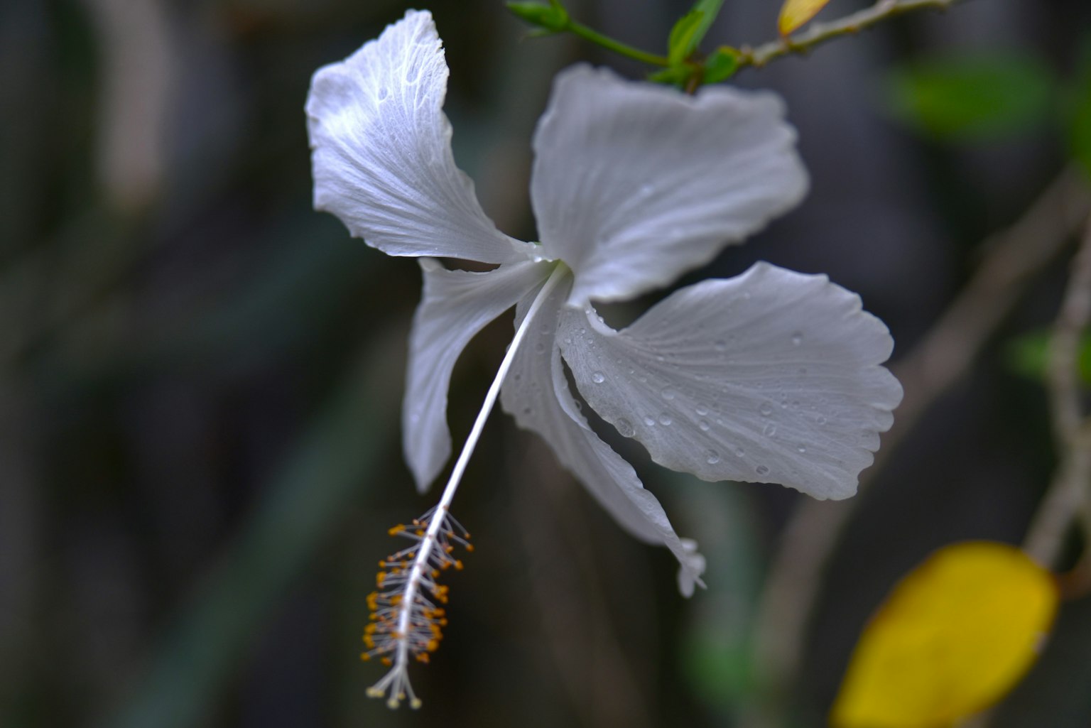 White hibiscus flower with yellow leaves