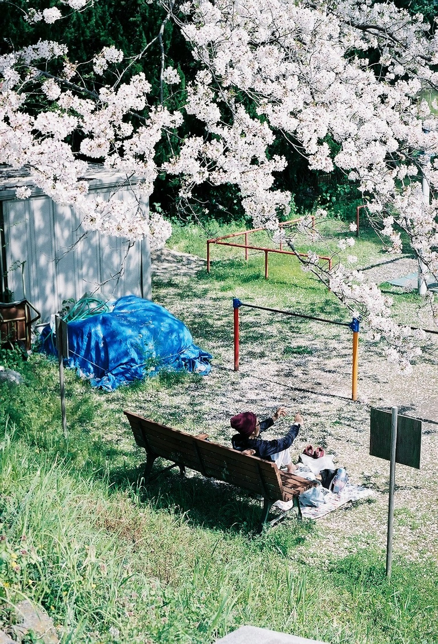 A person sitting on a bench under a cherry blossom tree with blue tarp nearby