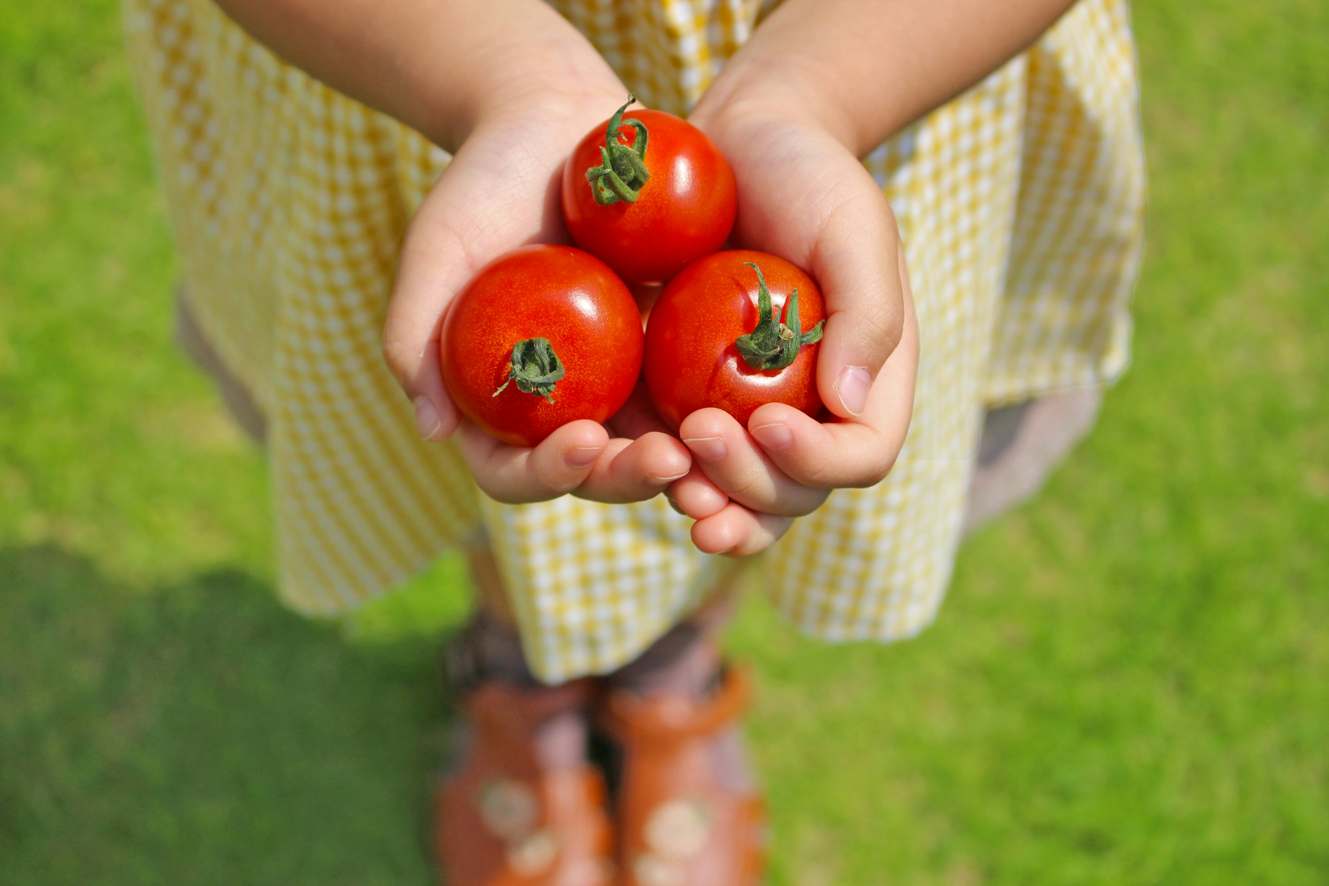 手のひらにのせた採れたてトマトの夏野菜