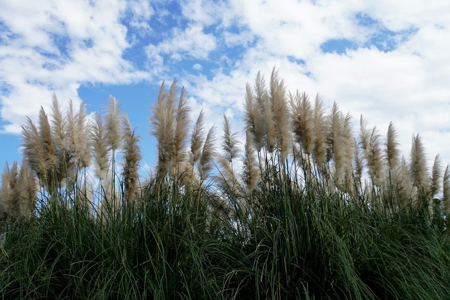 Tall pampas grass against a blue sky
