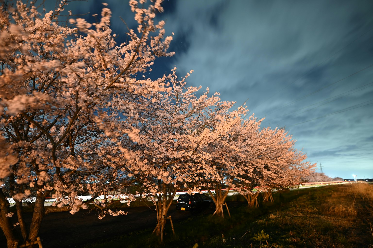 Árboles de cerezo iluminados por la noche con nubes dramáticas
