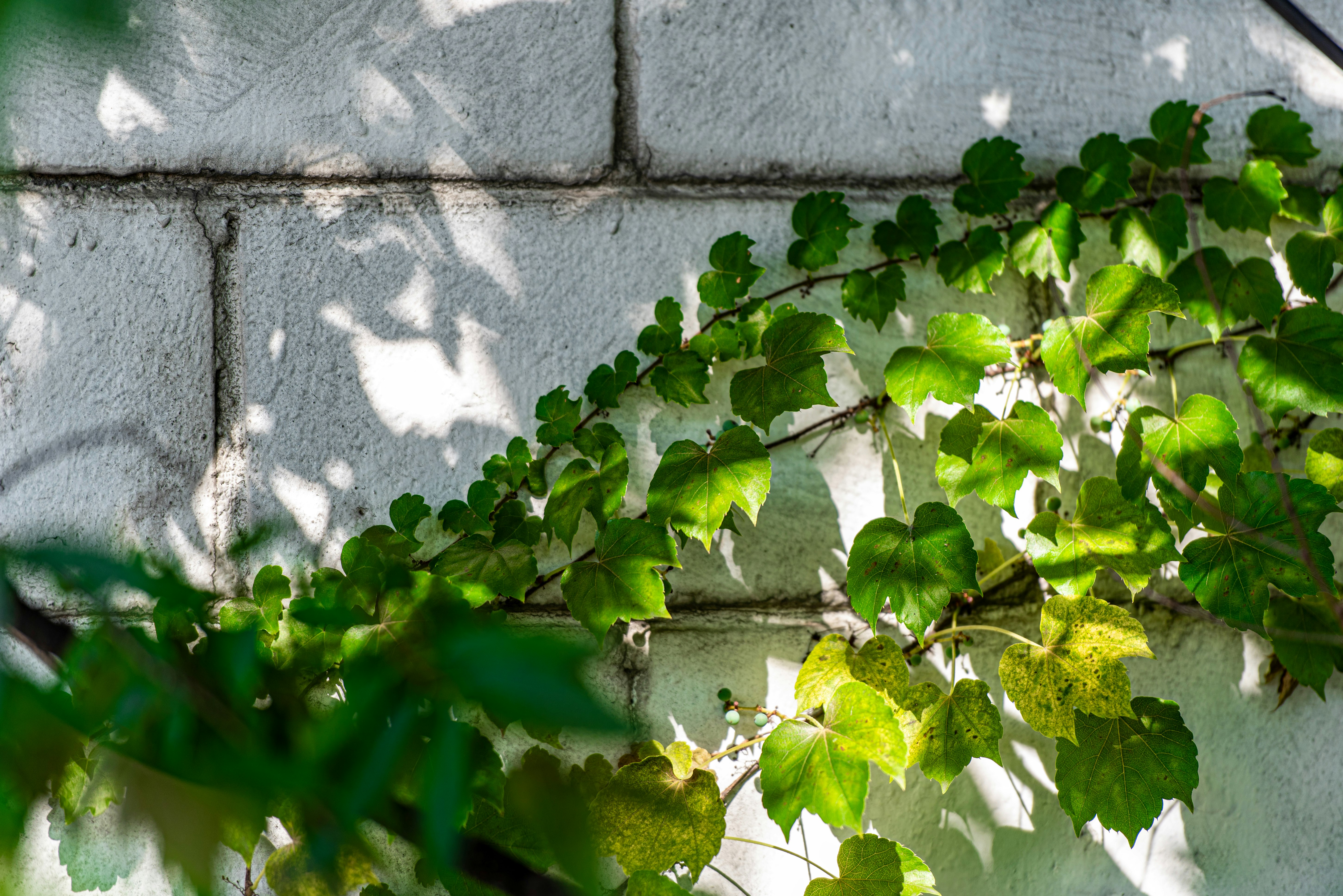 sunlit green vines on a stone wall