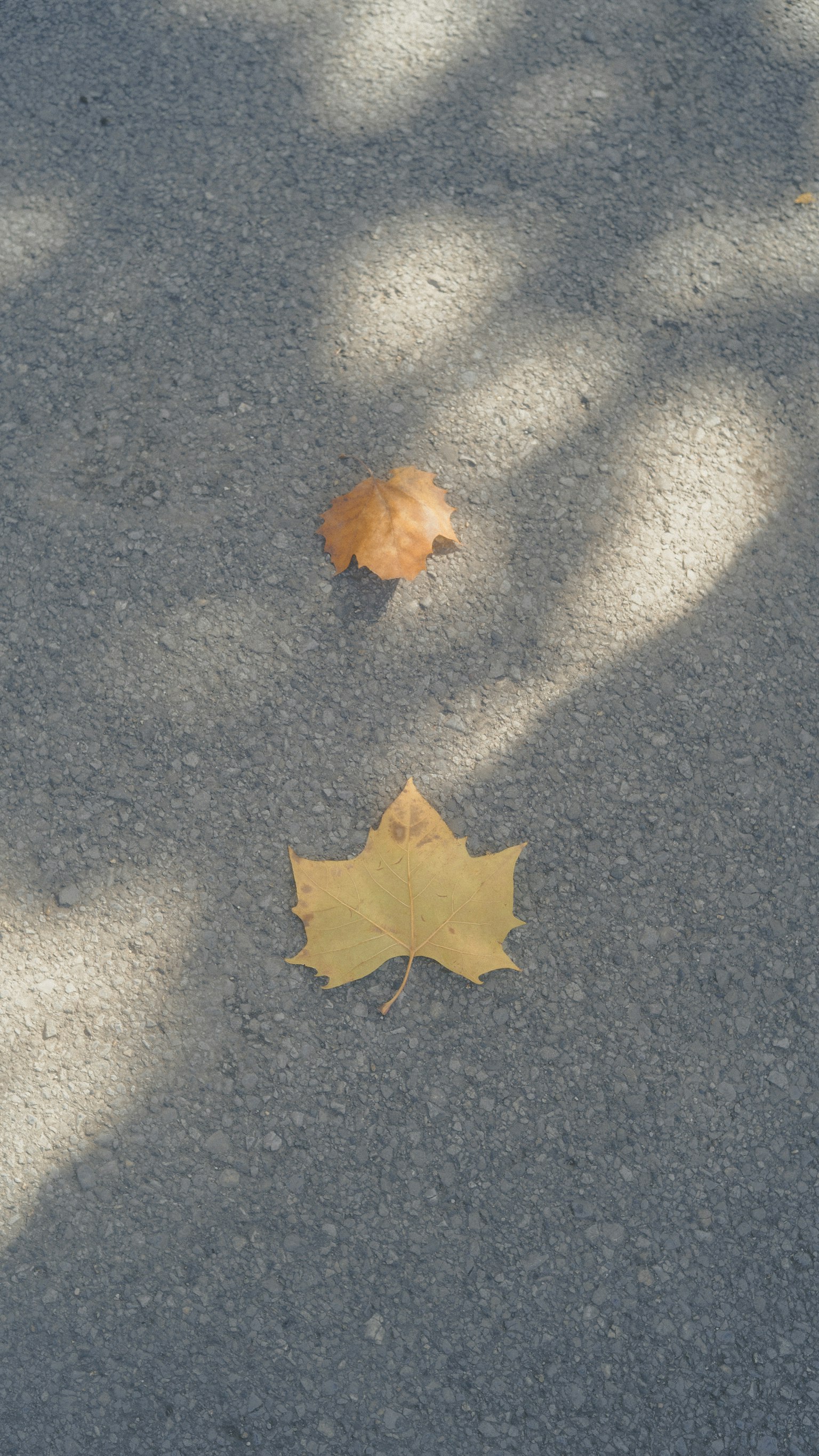 舗装された道の上に落ちた黄色い葉と茶色い葉の写真