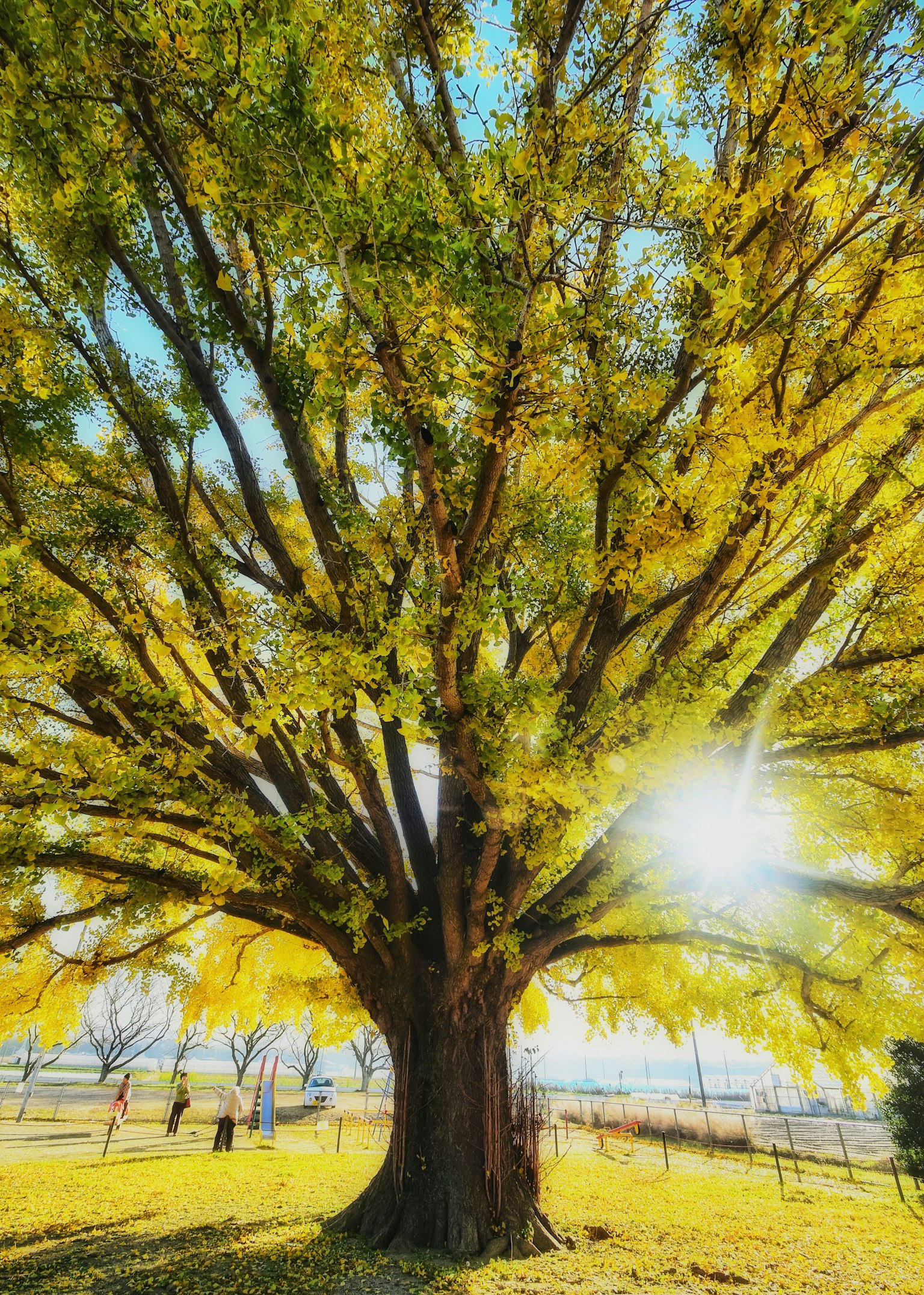 大きな黄色い葉を持つ木と太陽の光