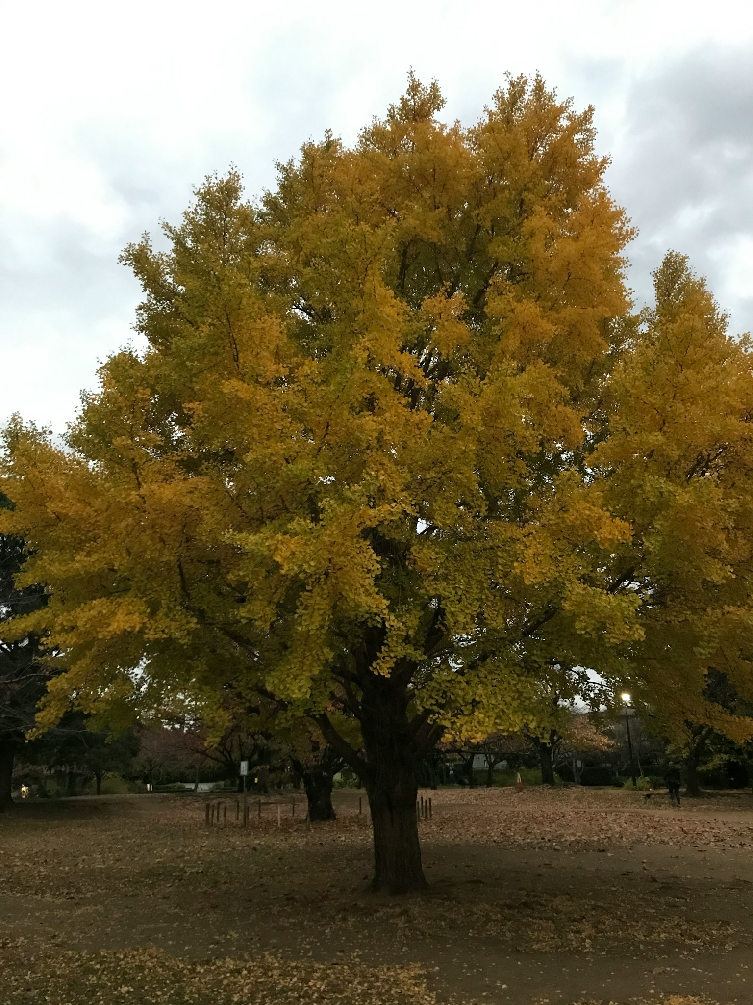 Un grande albero con foglie gialle in un parco autunnale