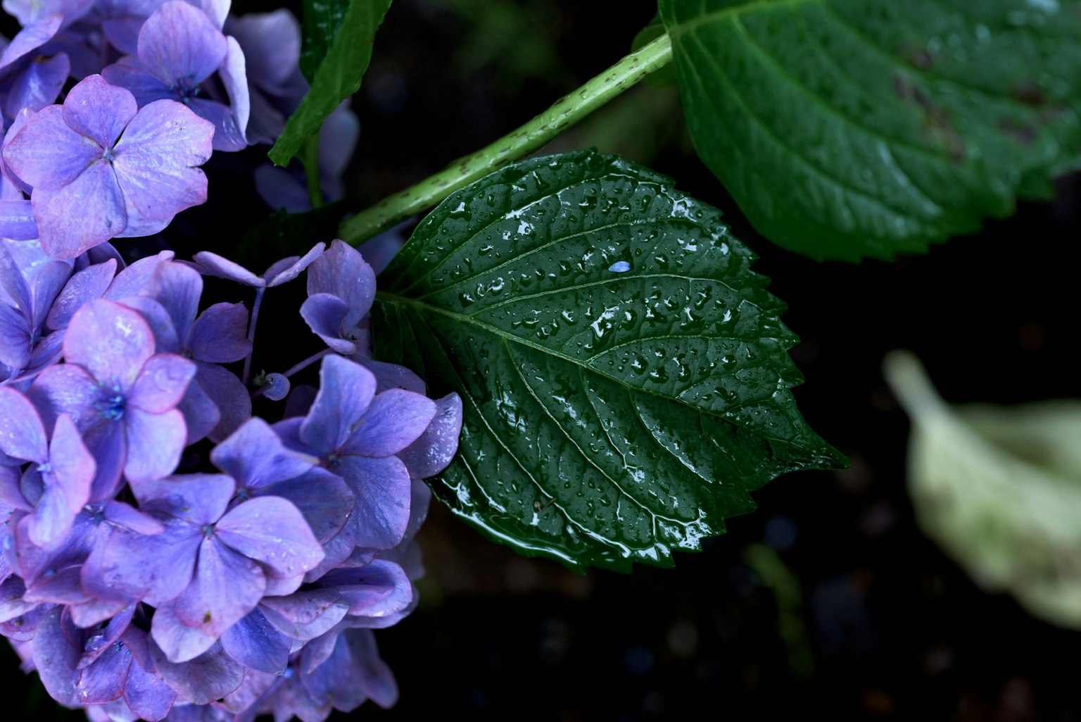 Close-up of purple flower with water droplets on green leaf