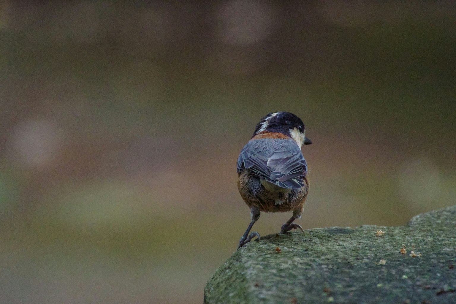 Un pequeño pájaro posado sobre una piedra de espaldas