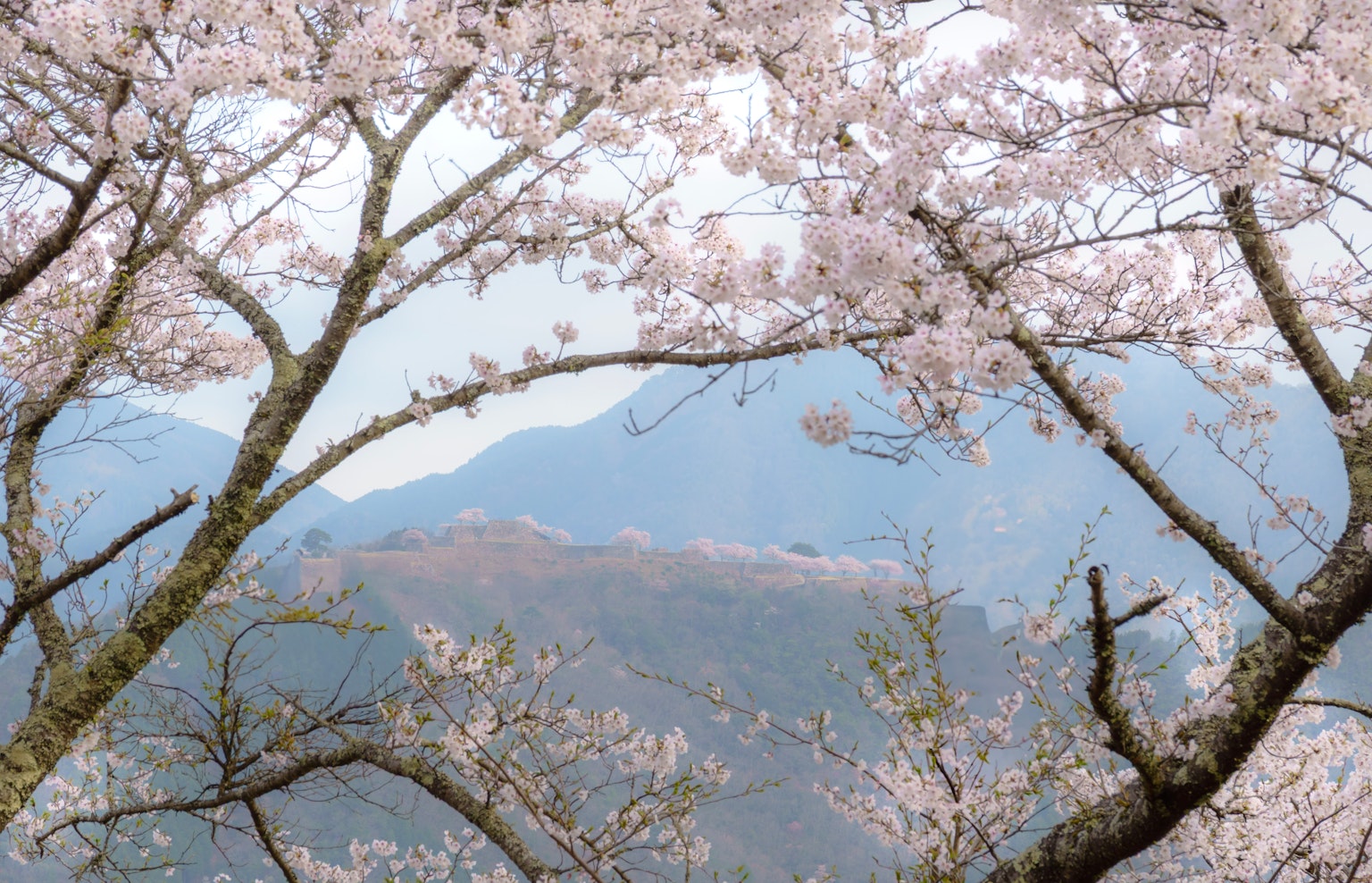 벚꽃 나무가 핑크 꽃을 피우며 산을 내려다보는 풍경