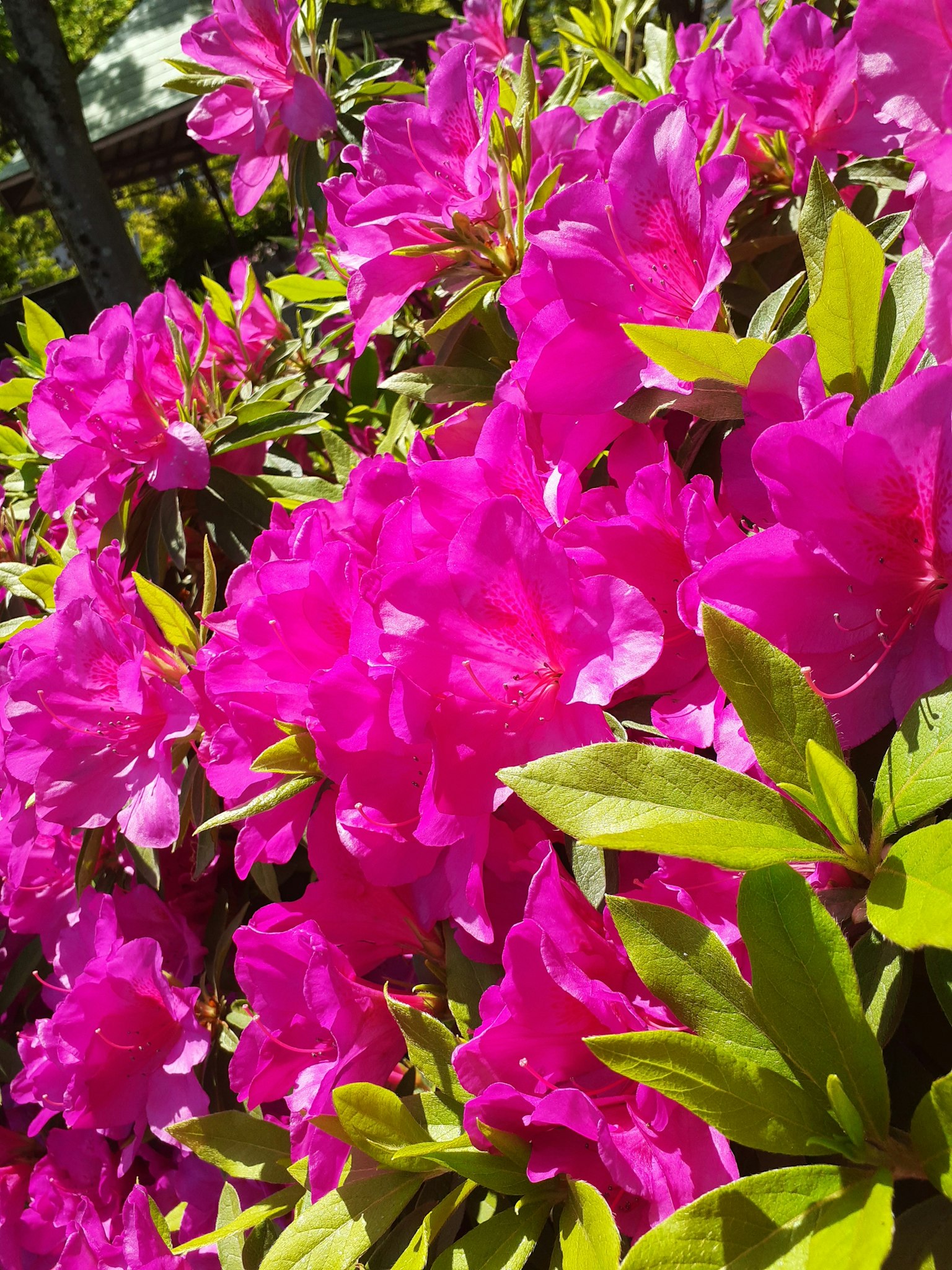 特写的鲜艳粉色杜鹃花和绿色叶子