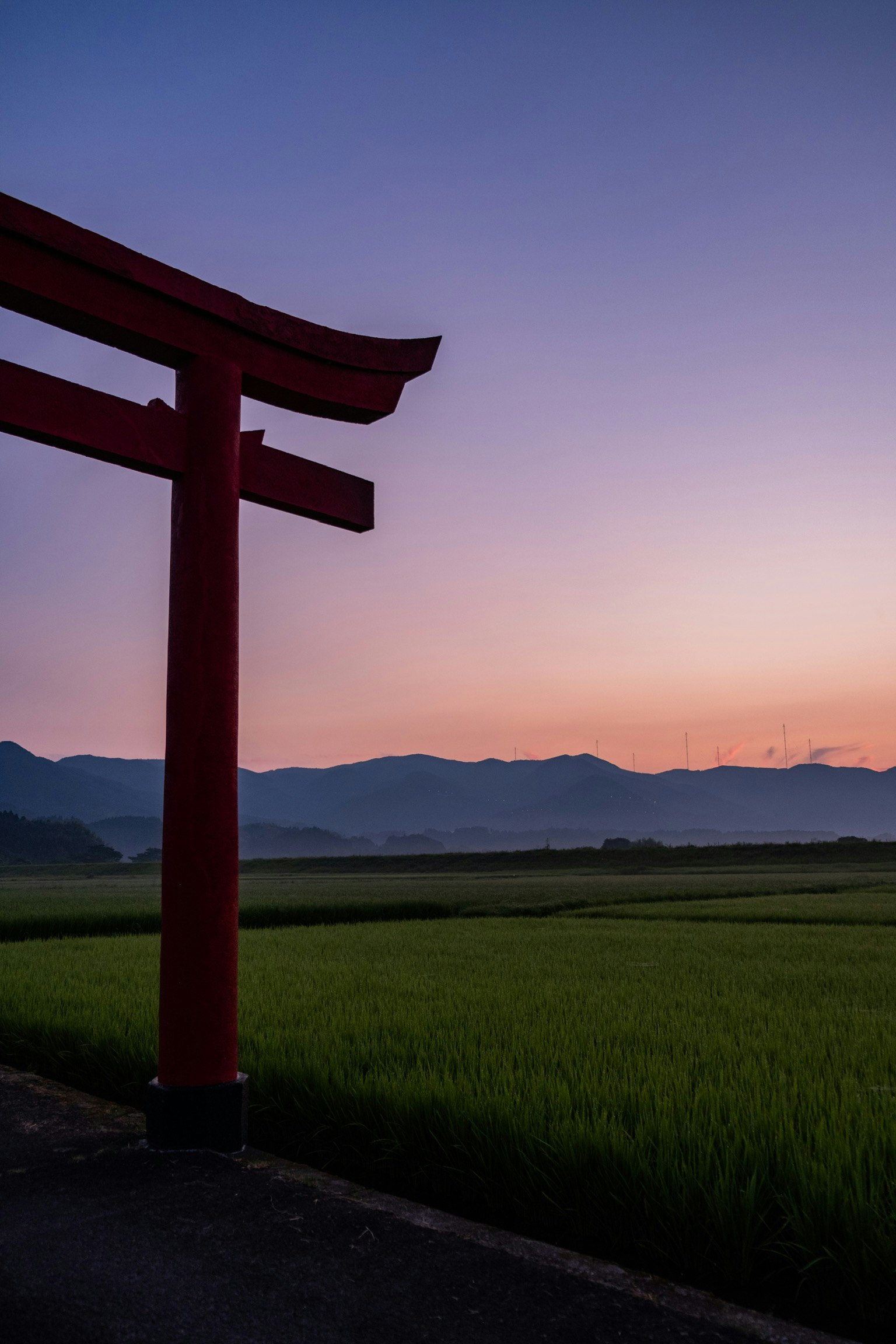 일몰 배경의 빨간 토리이 게이트와 녹색 쌀밭