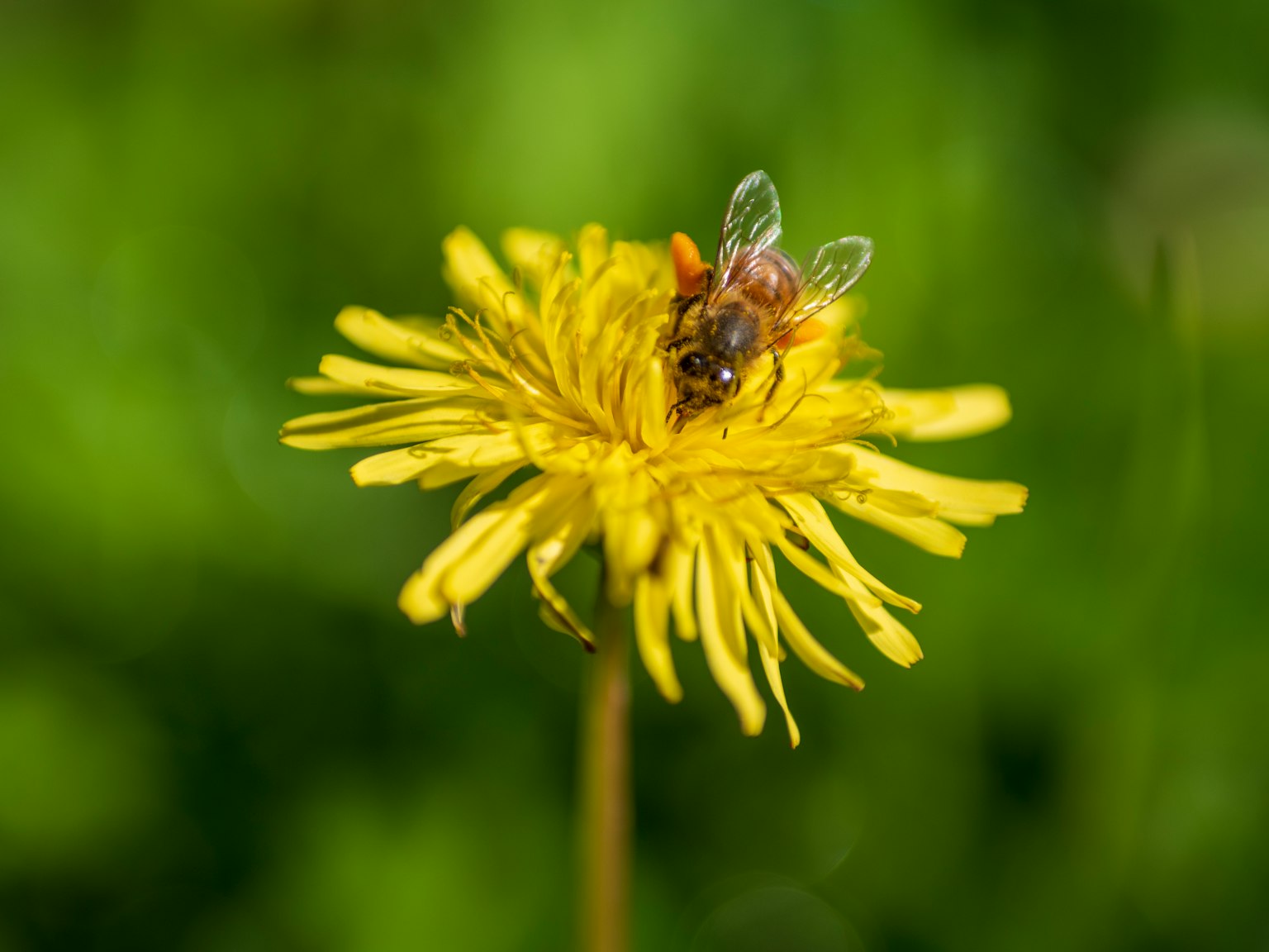 Ape che si posa su un fiore di dente di leone giallo