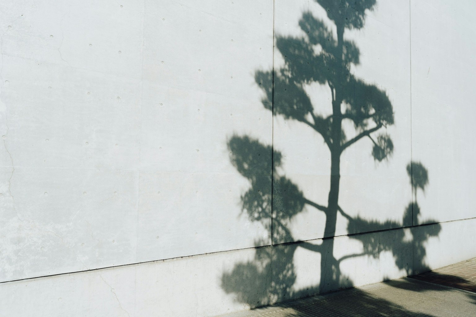 Foto de la sombra de un árbol proyectada sobre una pared blanca