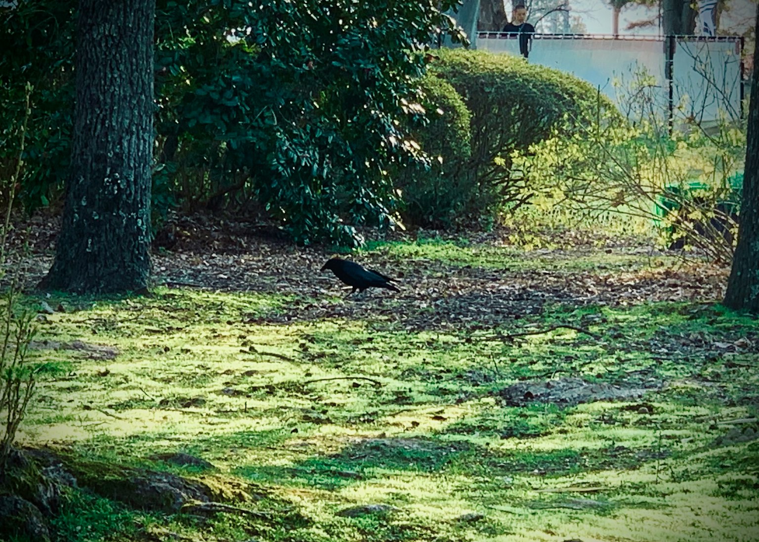 一隻烏鴉在郁郁蔥蔥的公園地面上