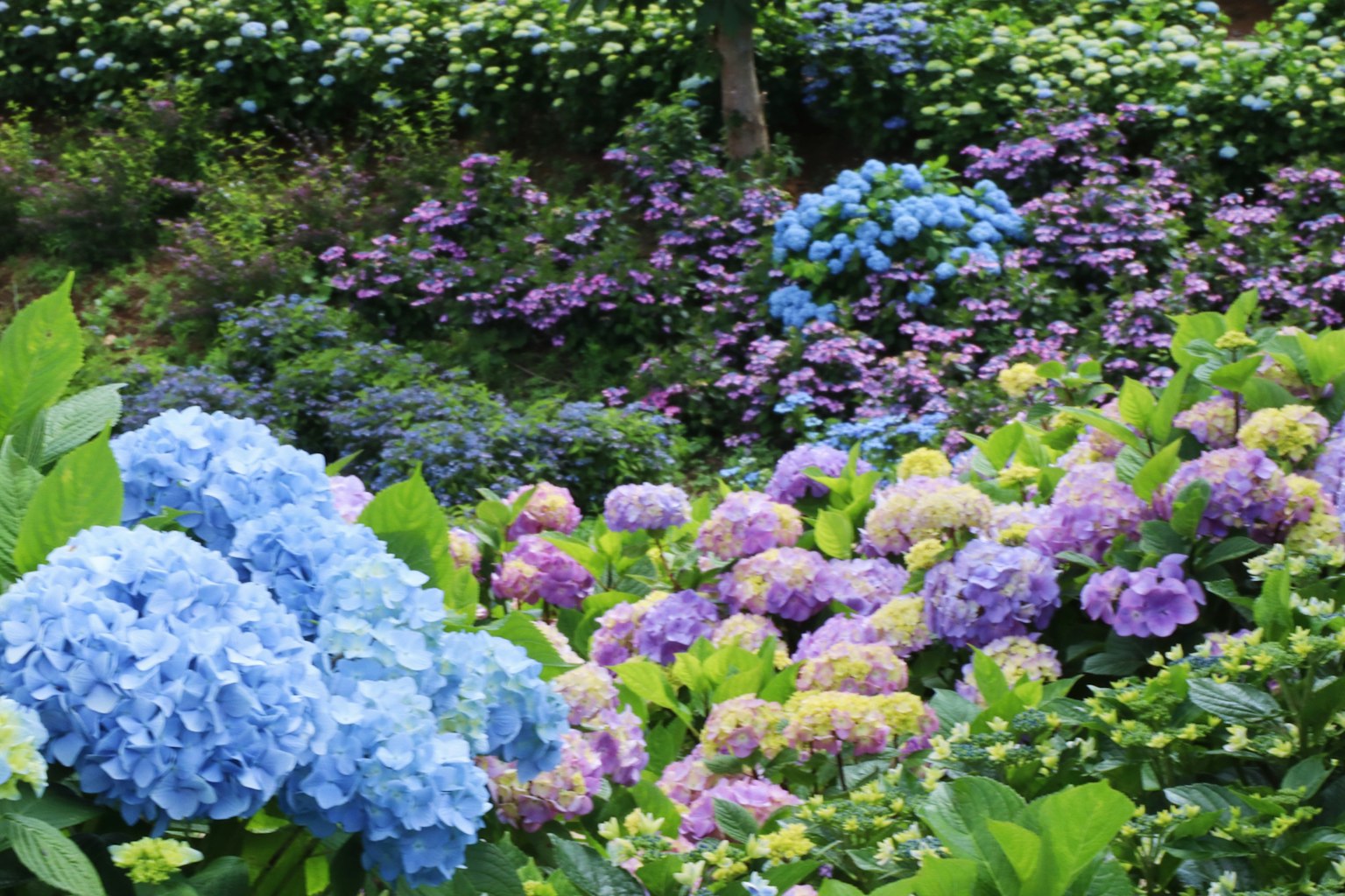 充满蓝色和紫色绣球花的生动花园场景