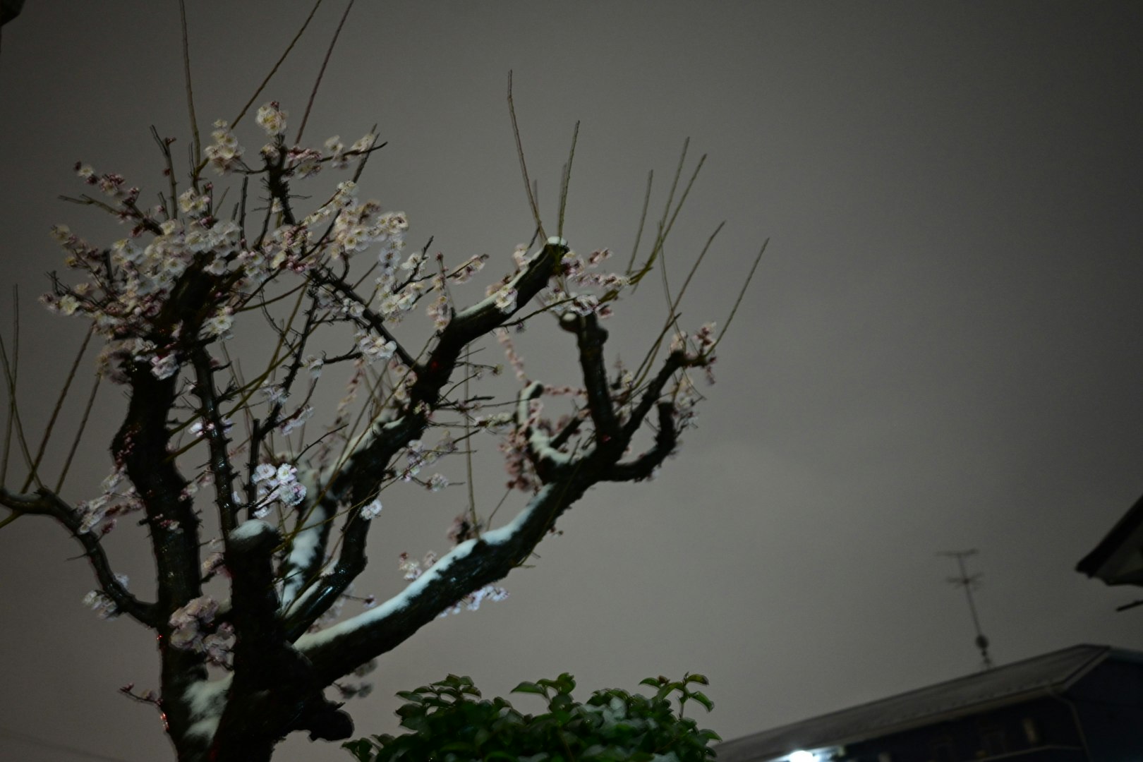 夜空に映える雪の降る梅の枝