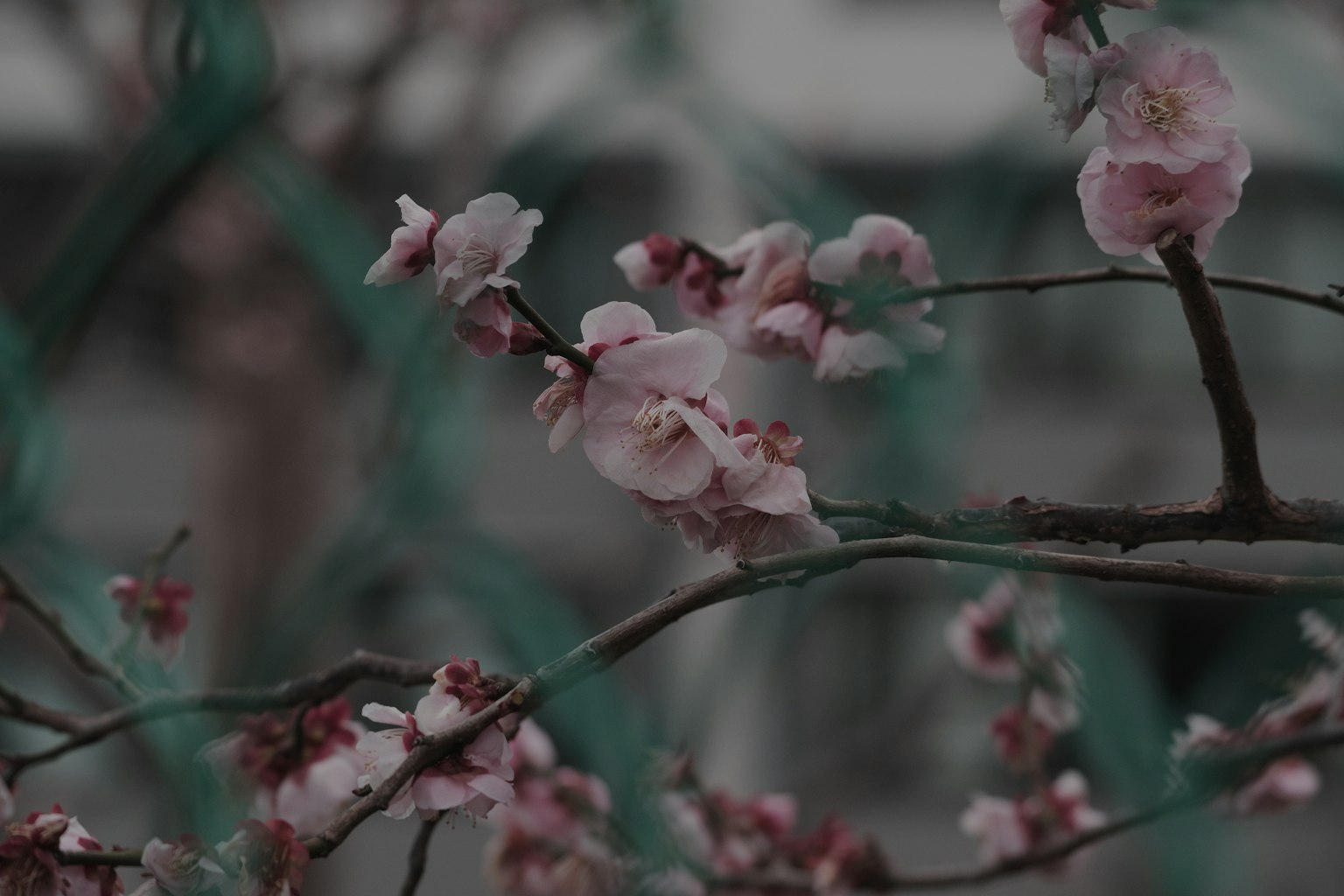 樱花在暗背景下盛开的特写