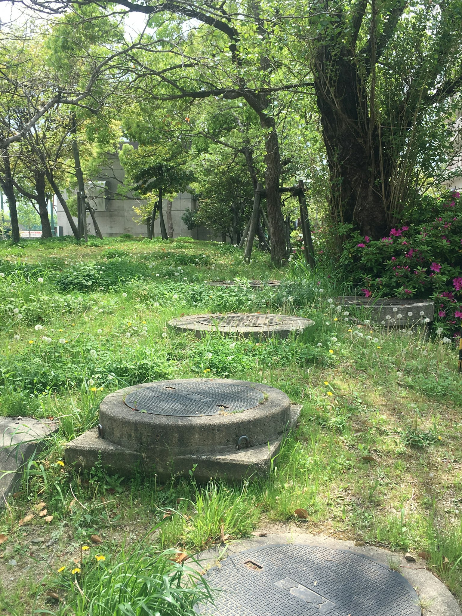 Sentiero verdeggiante di un parco con panchine circolari in cemento circondate da alberi