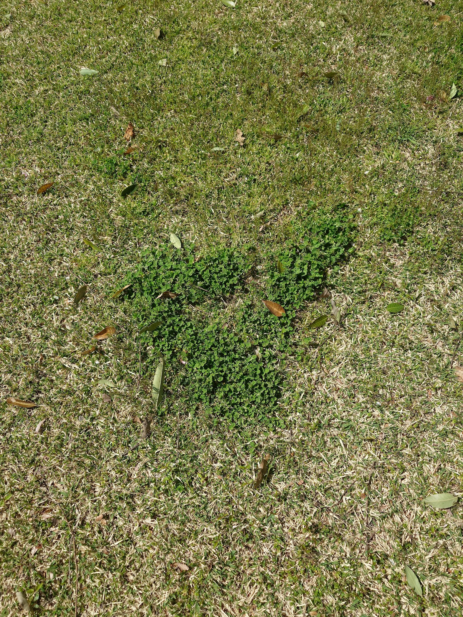 Un parche de césped verde en un jardín