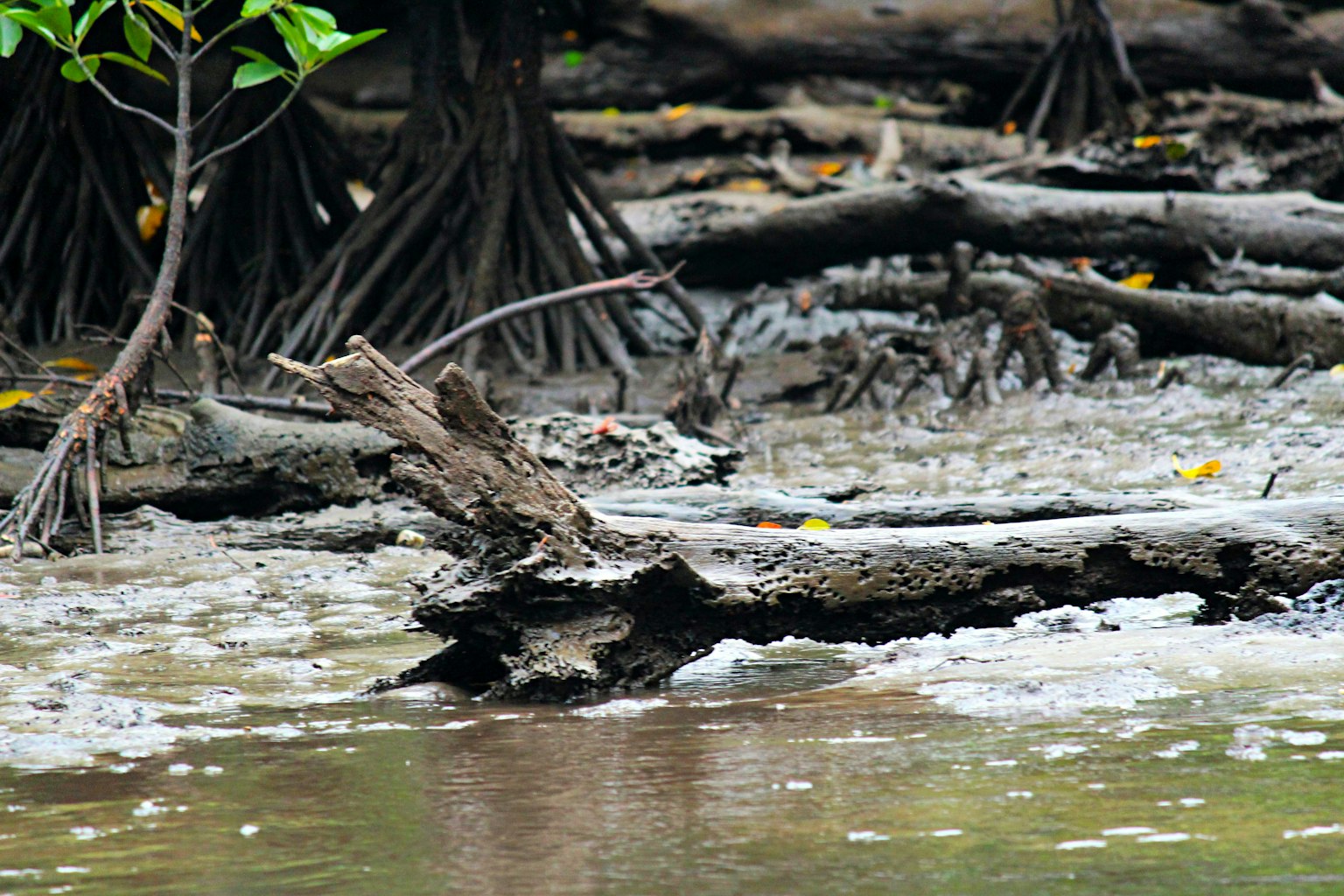 Tronc d'arbre tombé près des racines de mangrove avec des bulles à la surface de l'eau
