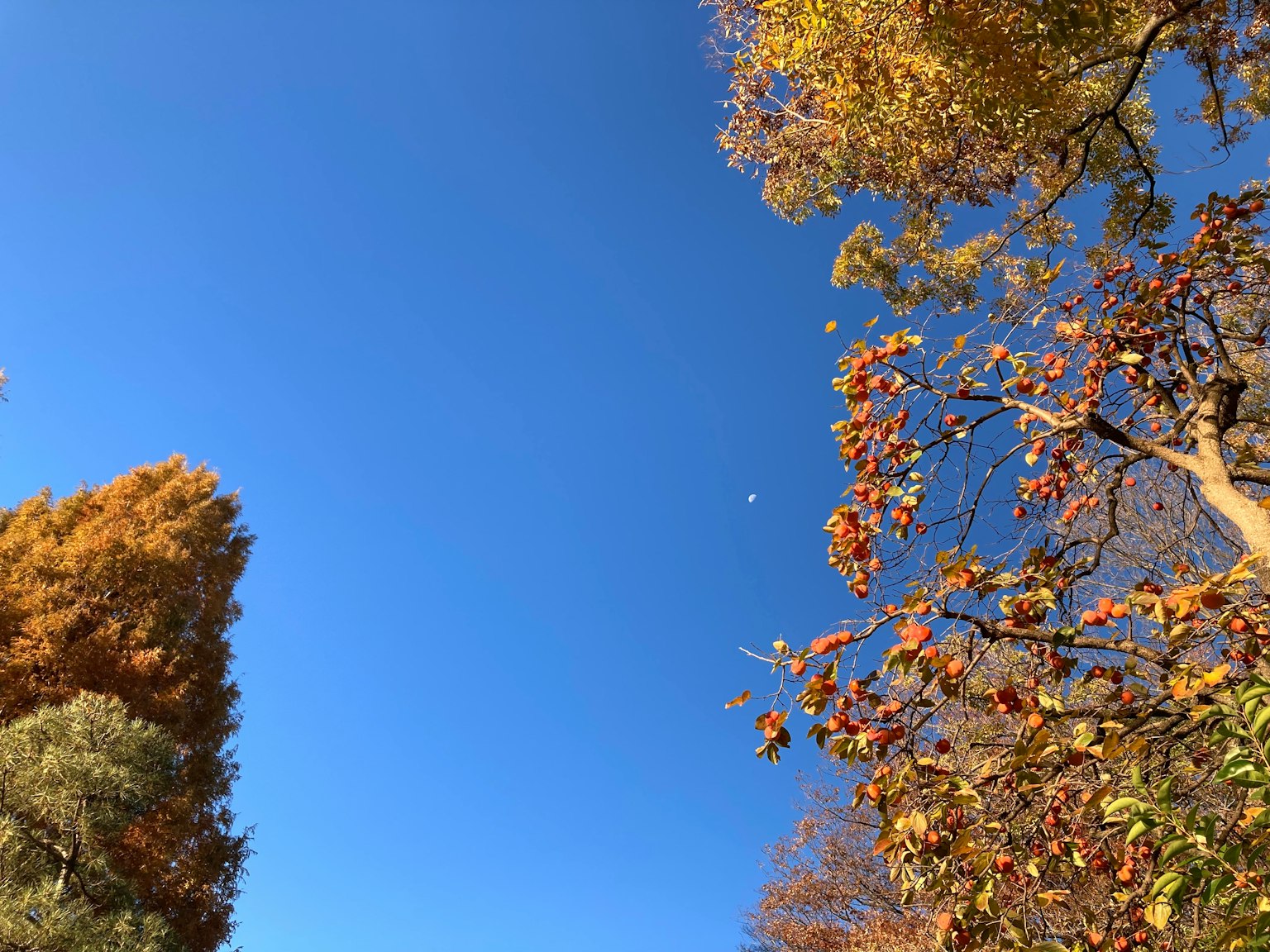 蓝天和秋季树木的景观