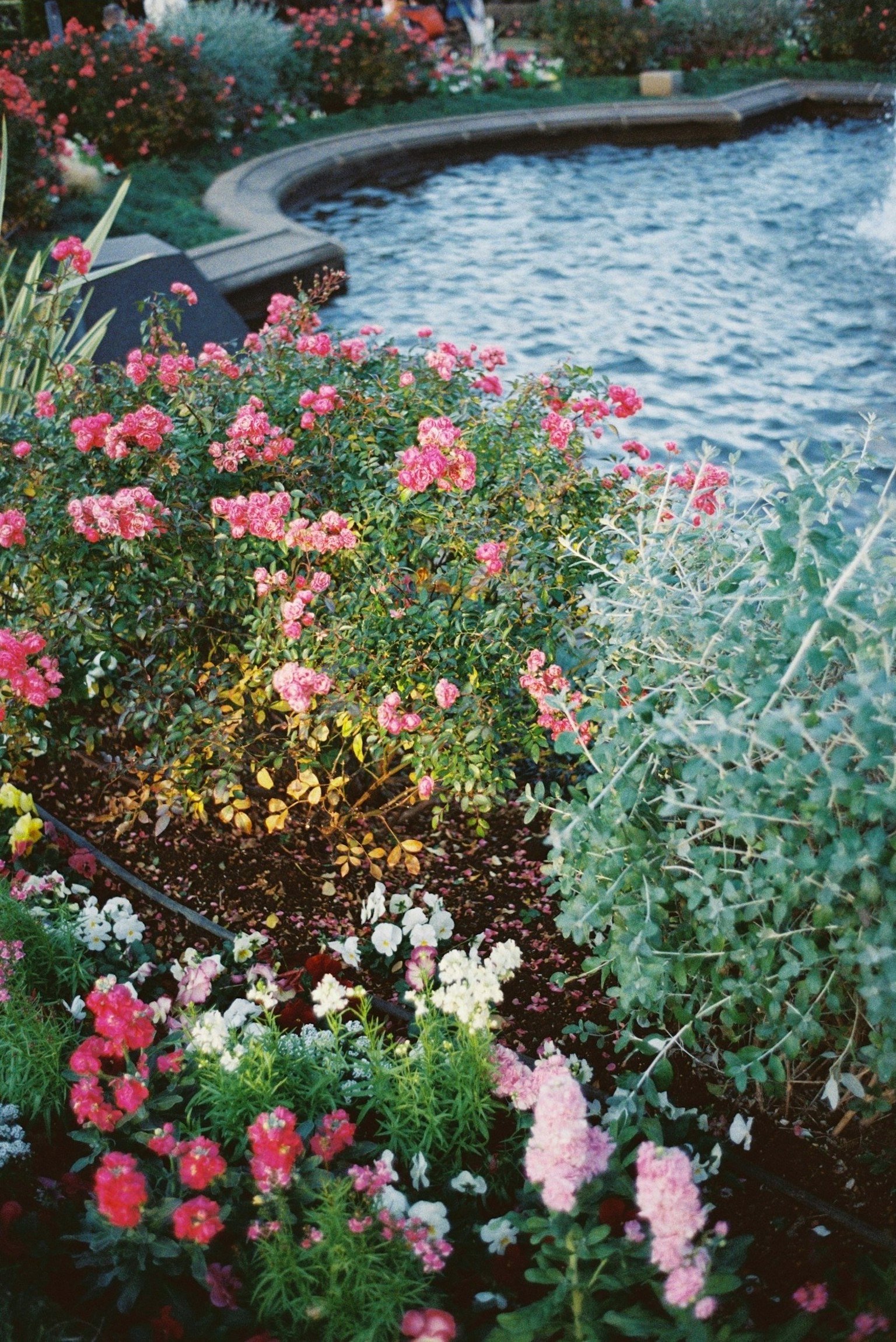 Flores coloridas y plantas verdes cerca de un estanque