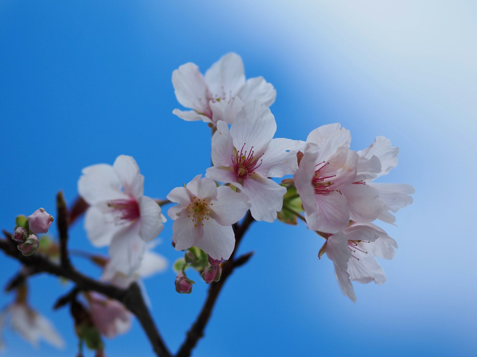 Primo piano di fiori di ciliegio contro un cielo blu