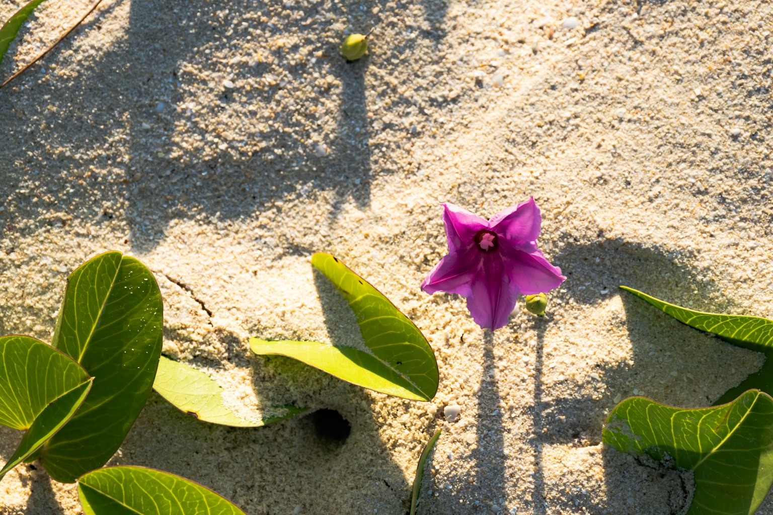 Une fleur violette vive avec des feuilles vertes sur un sol sableux