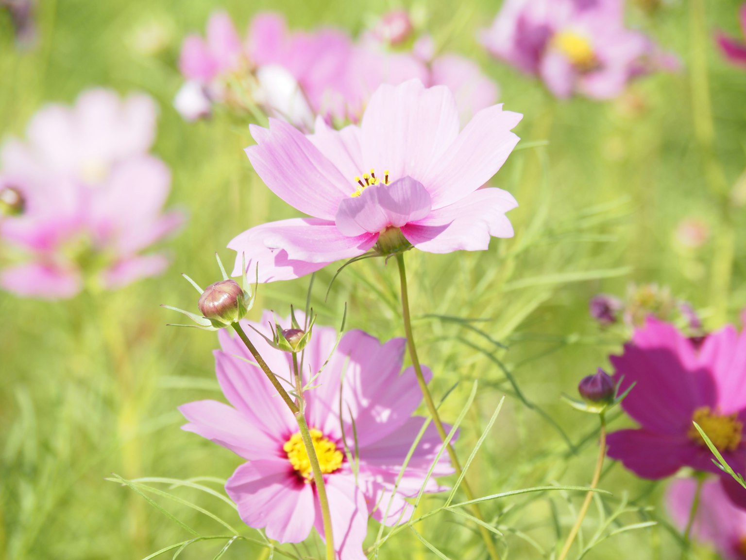 ดอกโคซโมสสีชมพูบานอยู่บนพื้นหลังสีเขียวอันเขียวขจี