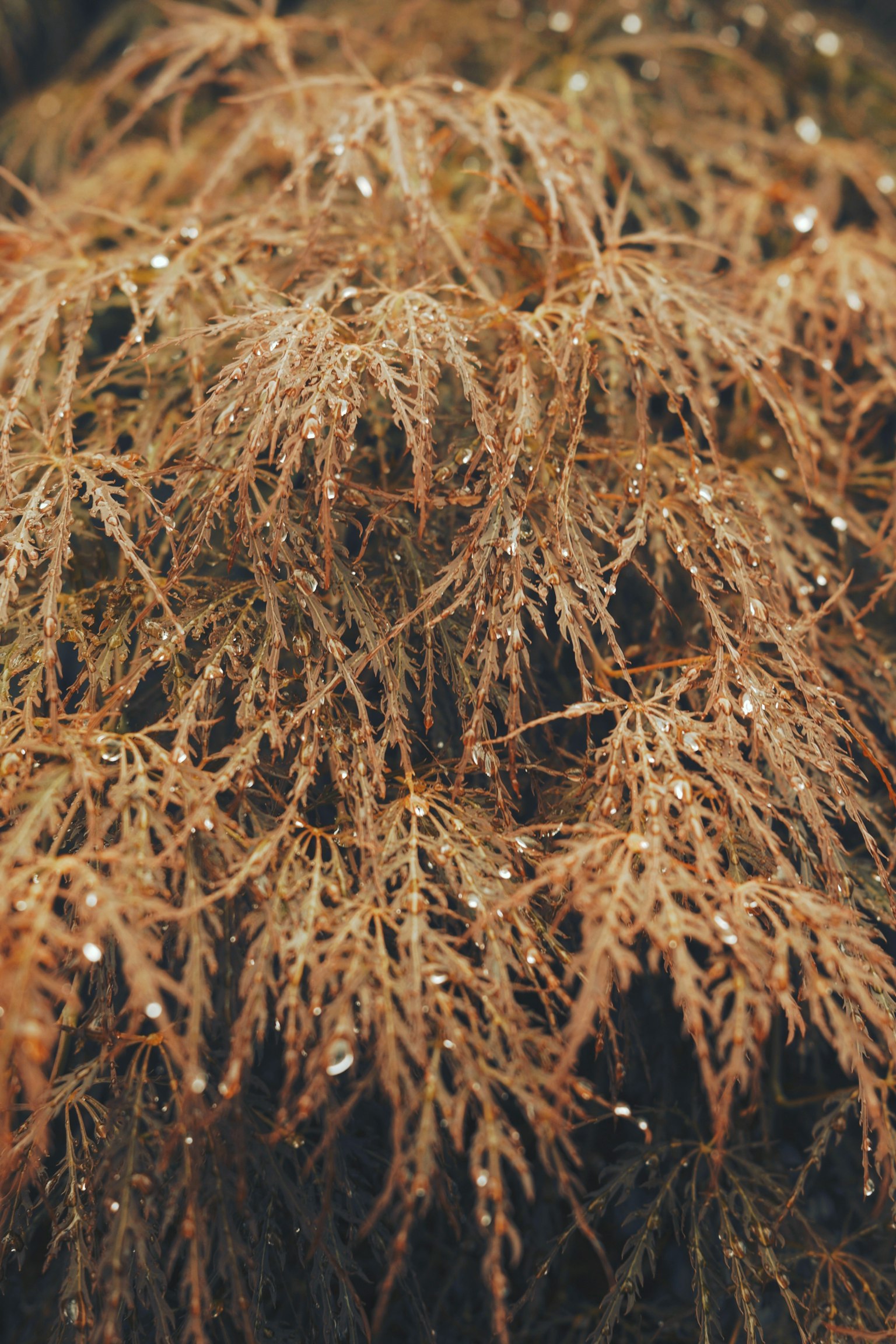 A close-up of delicate leaves of a Japanese maple tree glistening with droplets